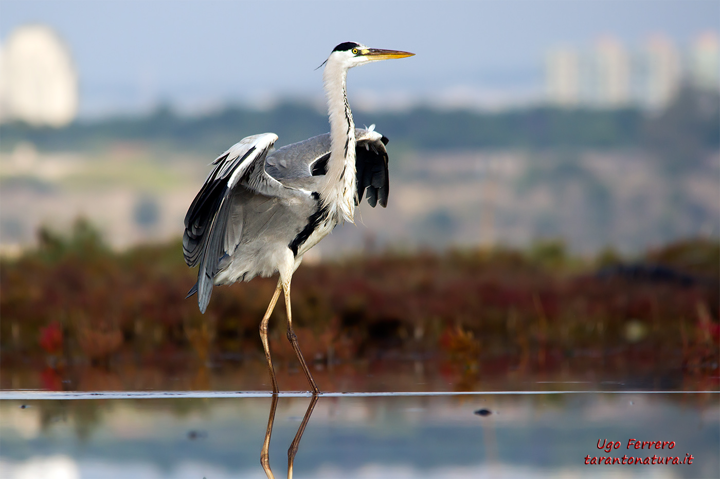 Heron exhibitionist!