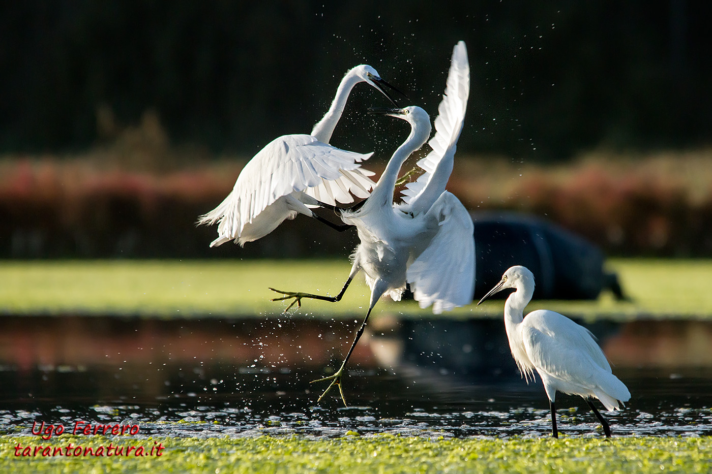 Egrets quarrelsome 2