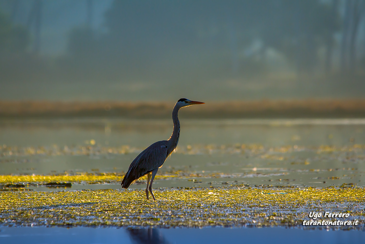 Heron at dawn