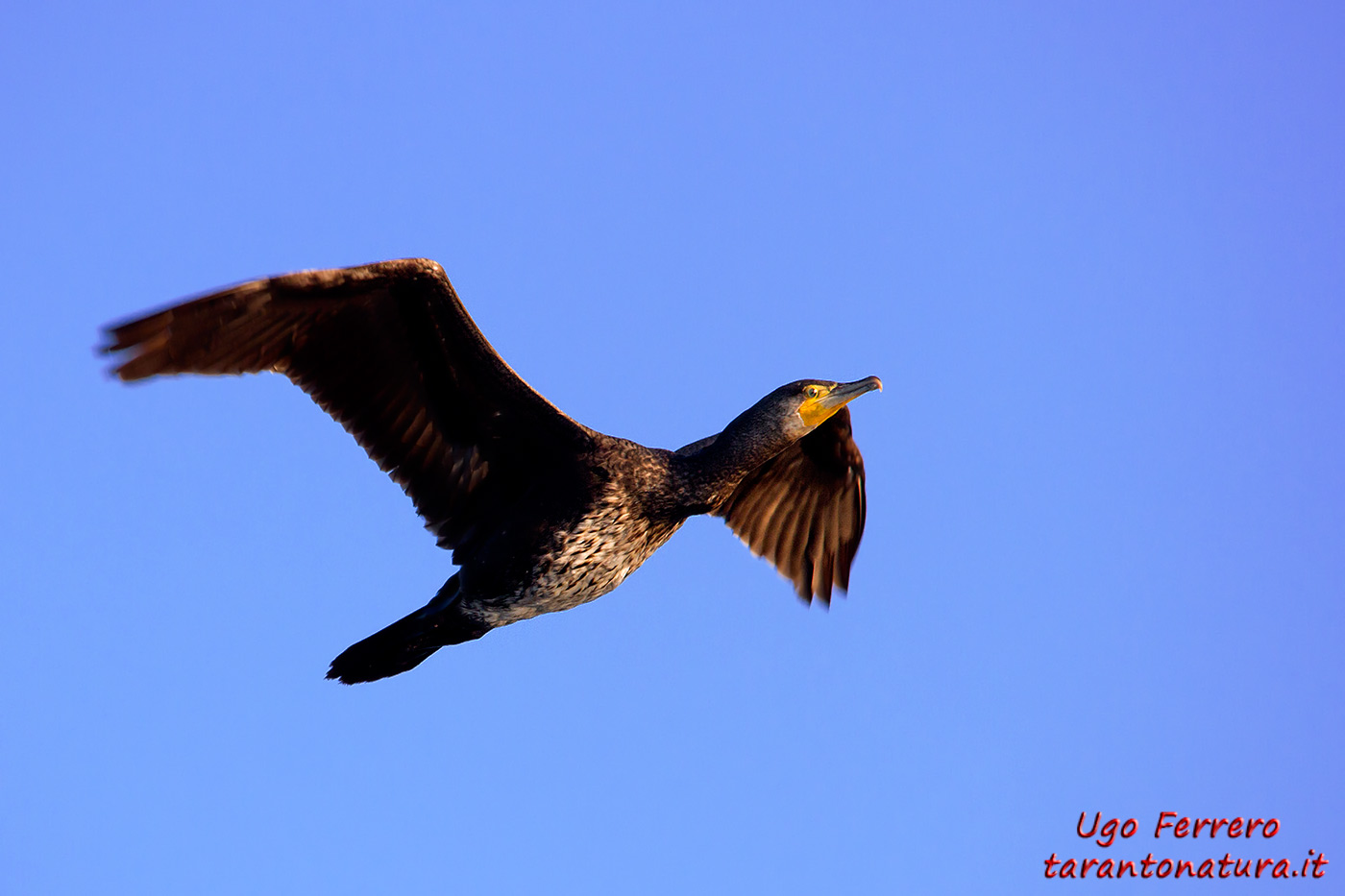 Cormorant in flight