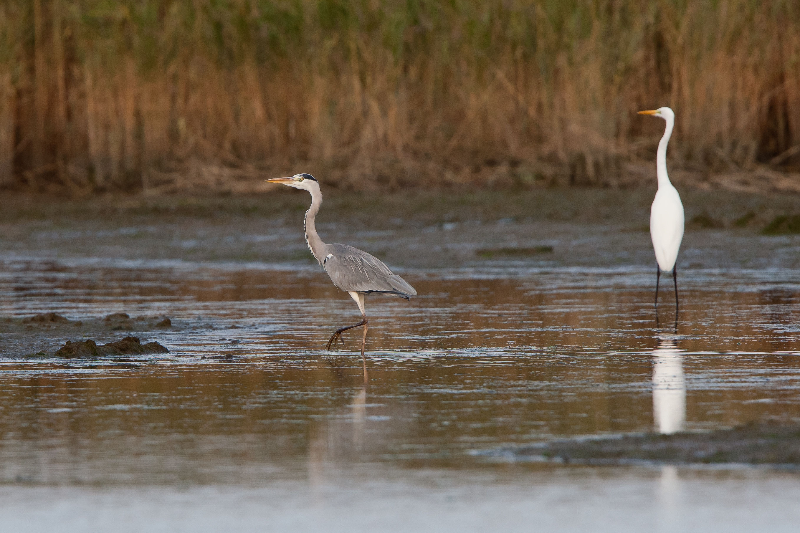 Airone Cenerino Vs Airone Bianco (46mt. dal soggetto)