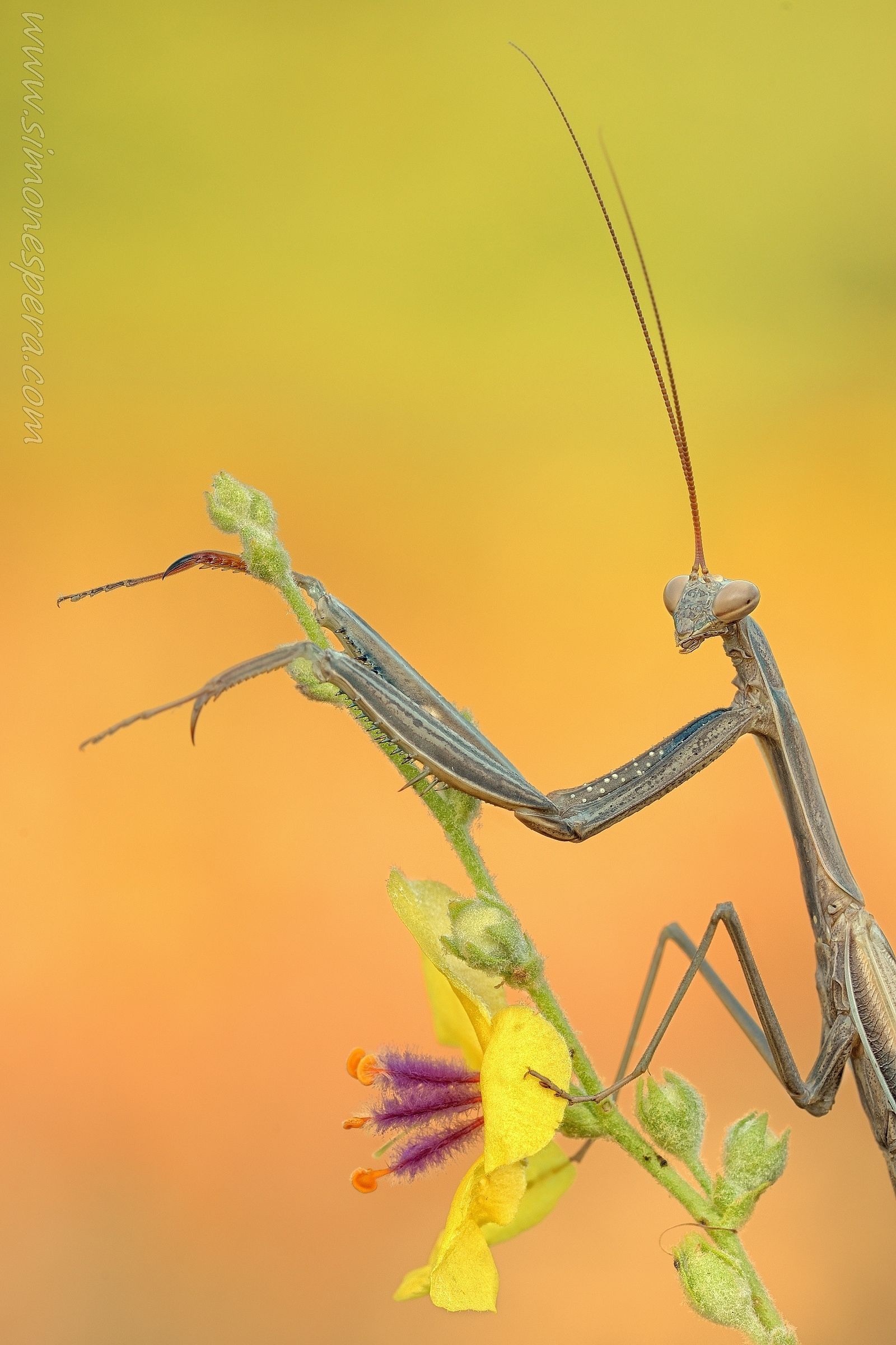 Half Mantis ....