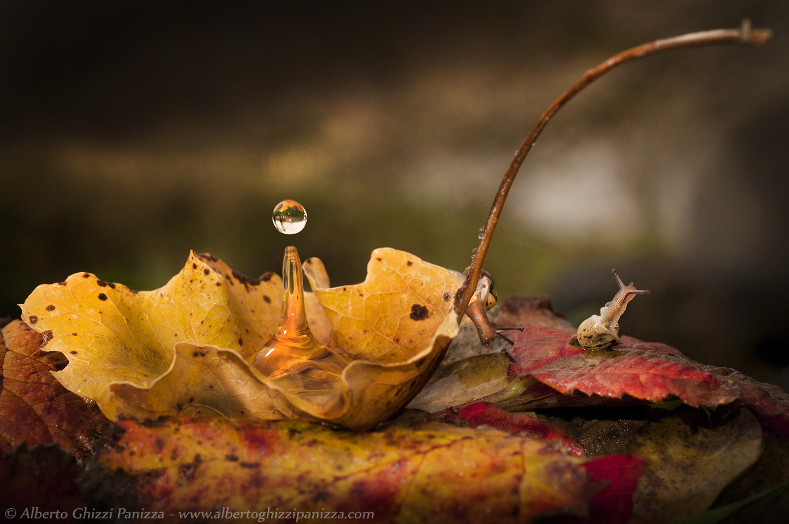 Autumn Drops