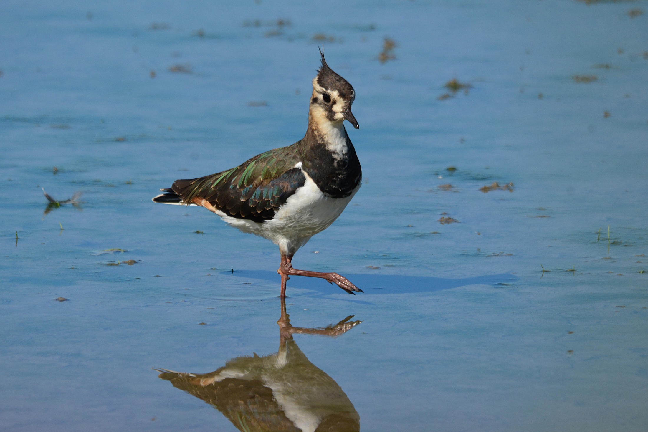 pavoncella Vanellus vanellus