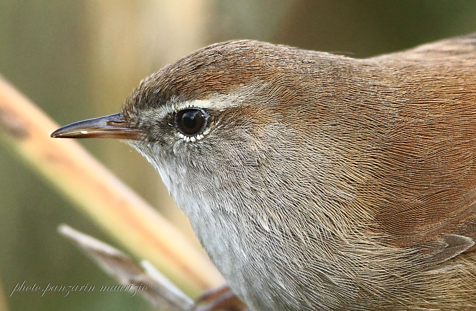 ritratto ad usignolo di fiume