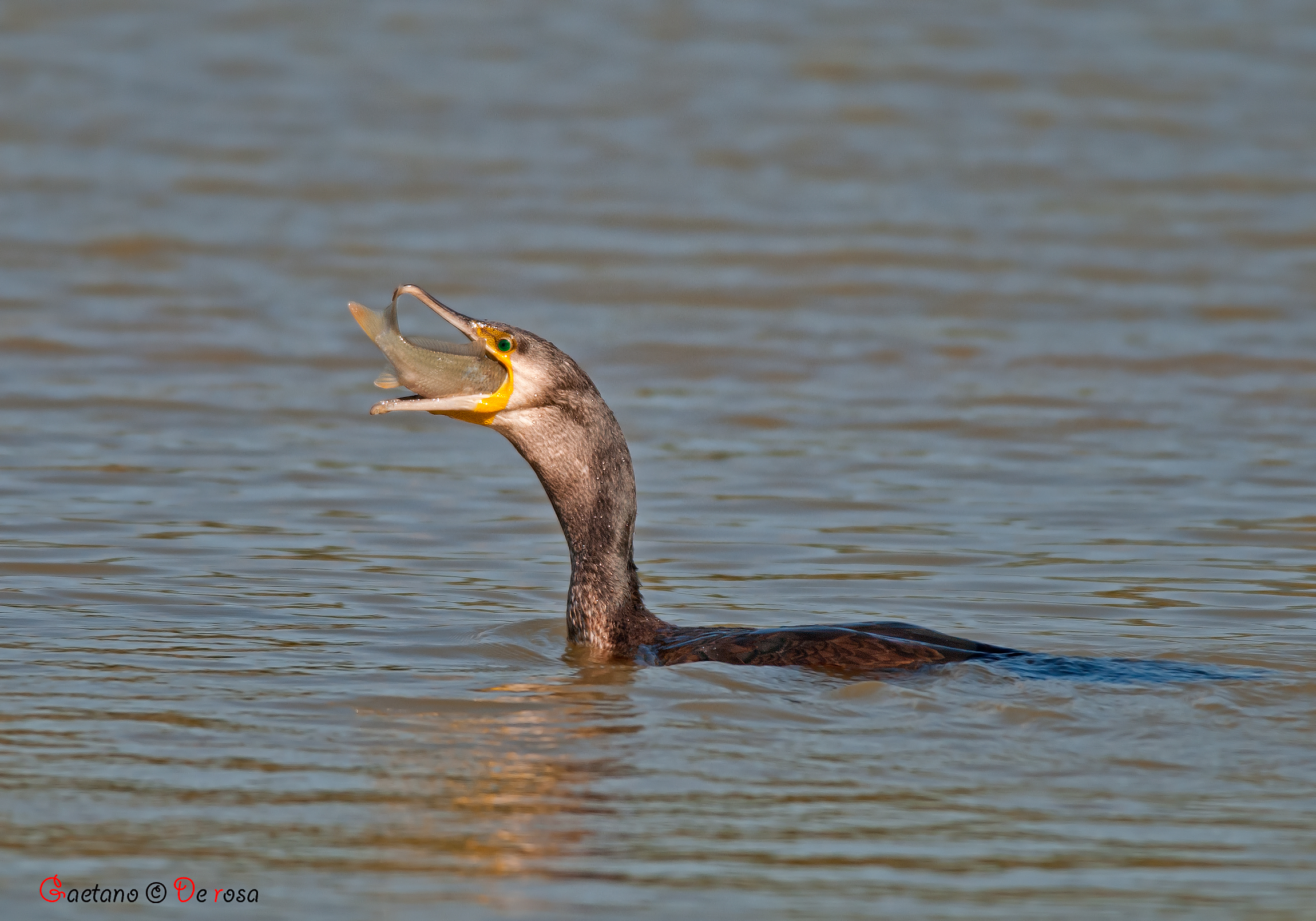 Cormorant with prey .... better in HD