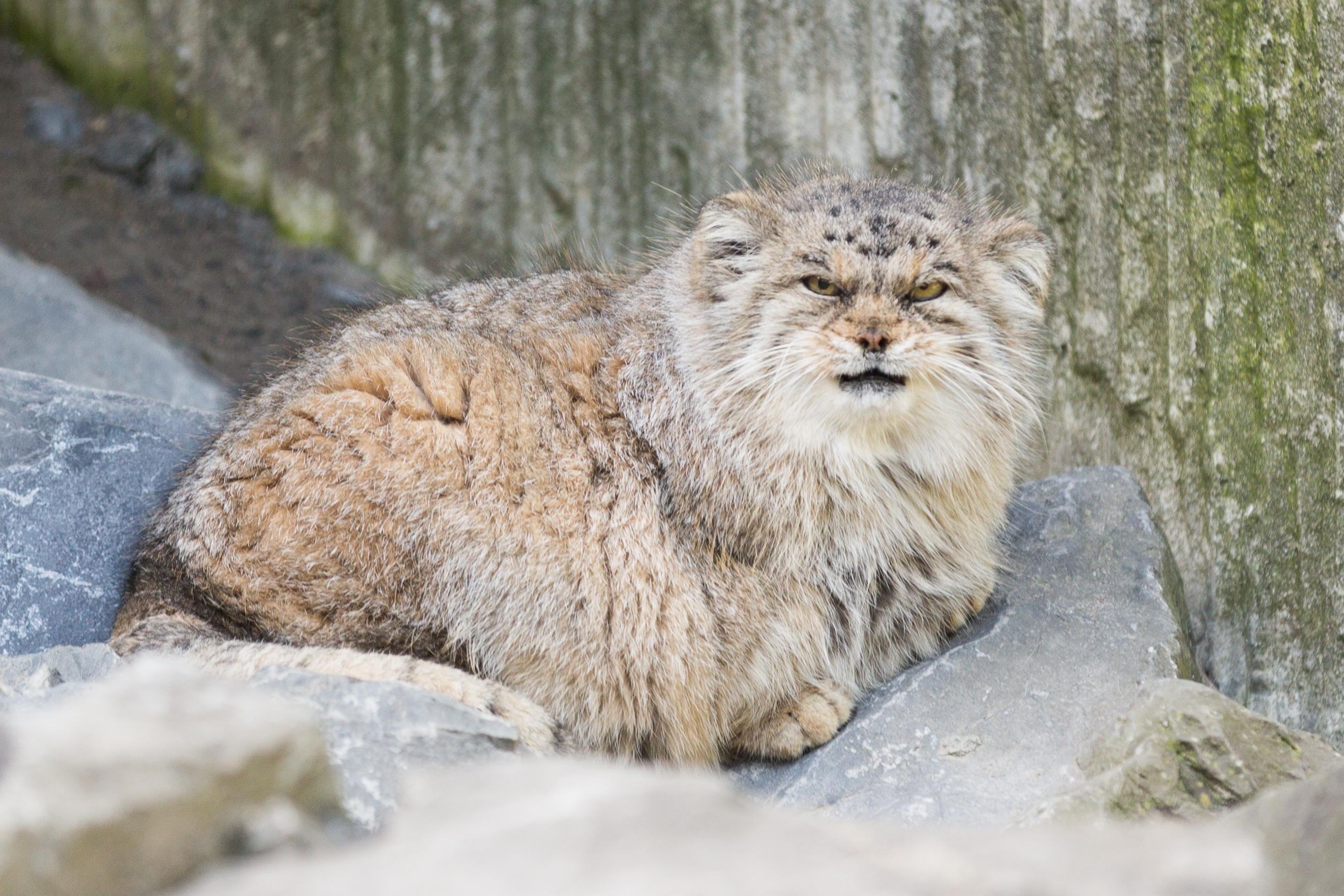 Manul