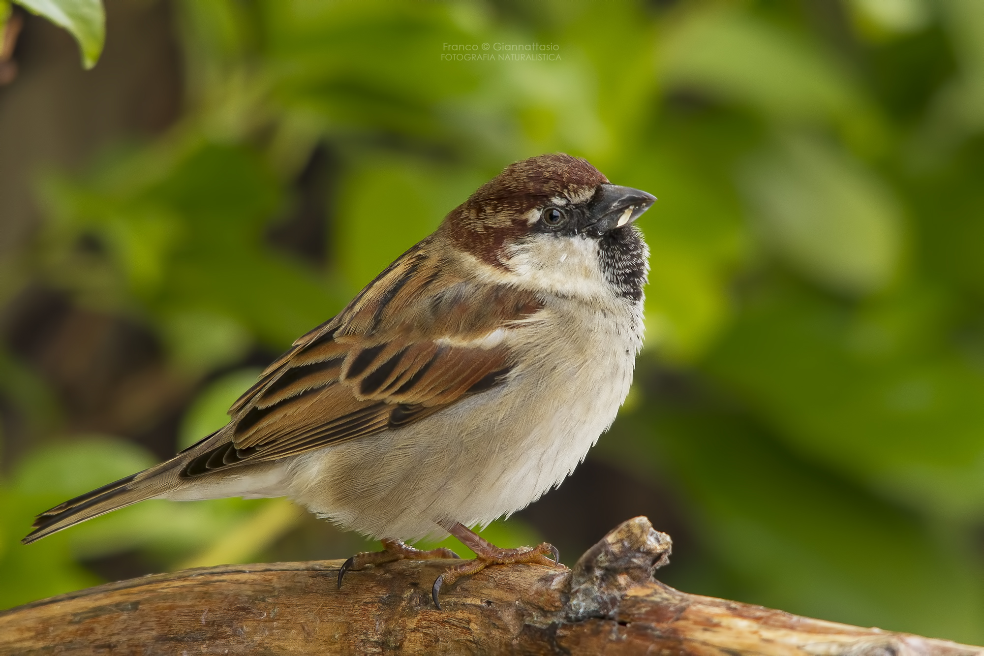 Common sparrow.