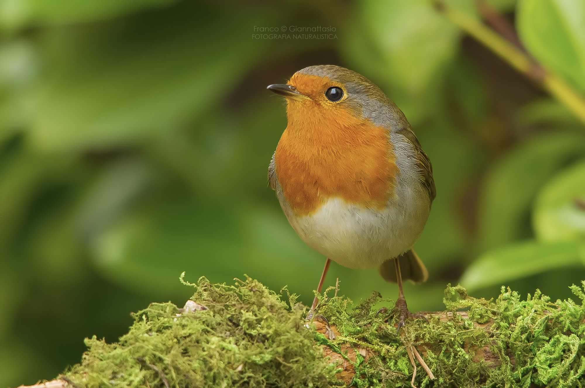 Robin.