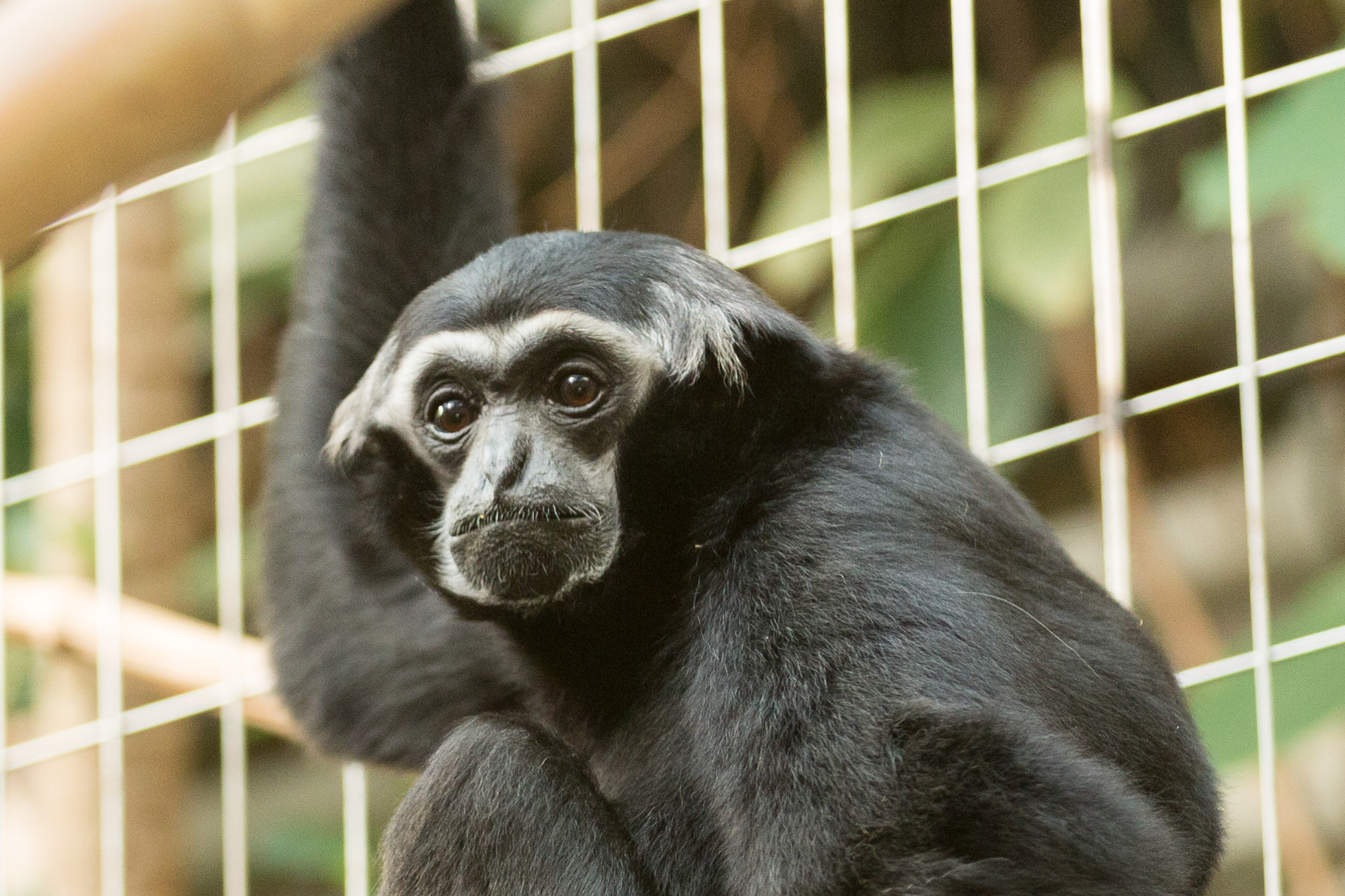 Siamang