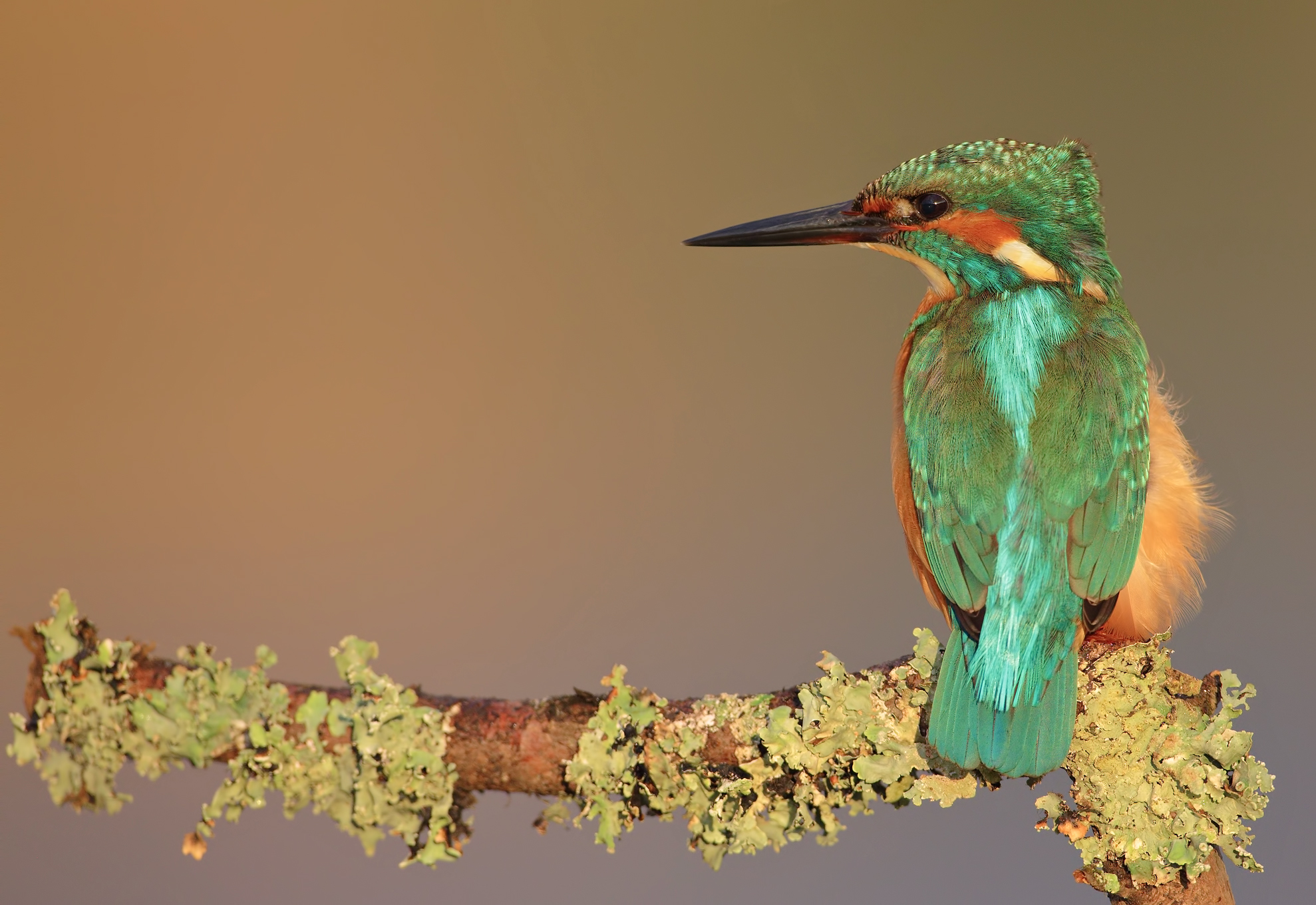 Red bokeh ( martin pescatore )