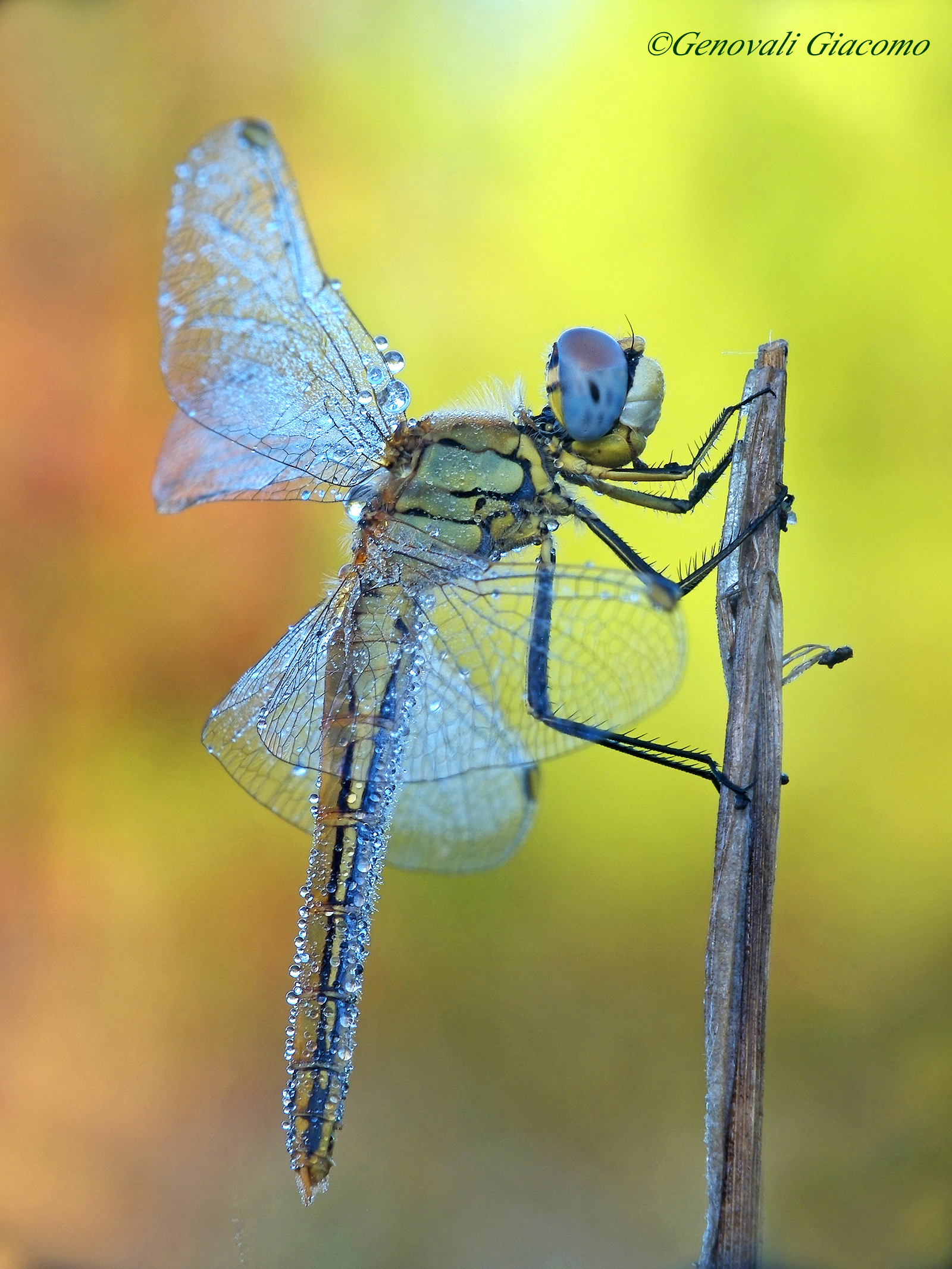 dragonfly