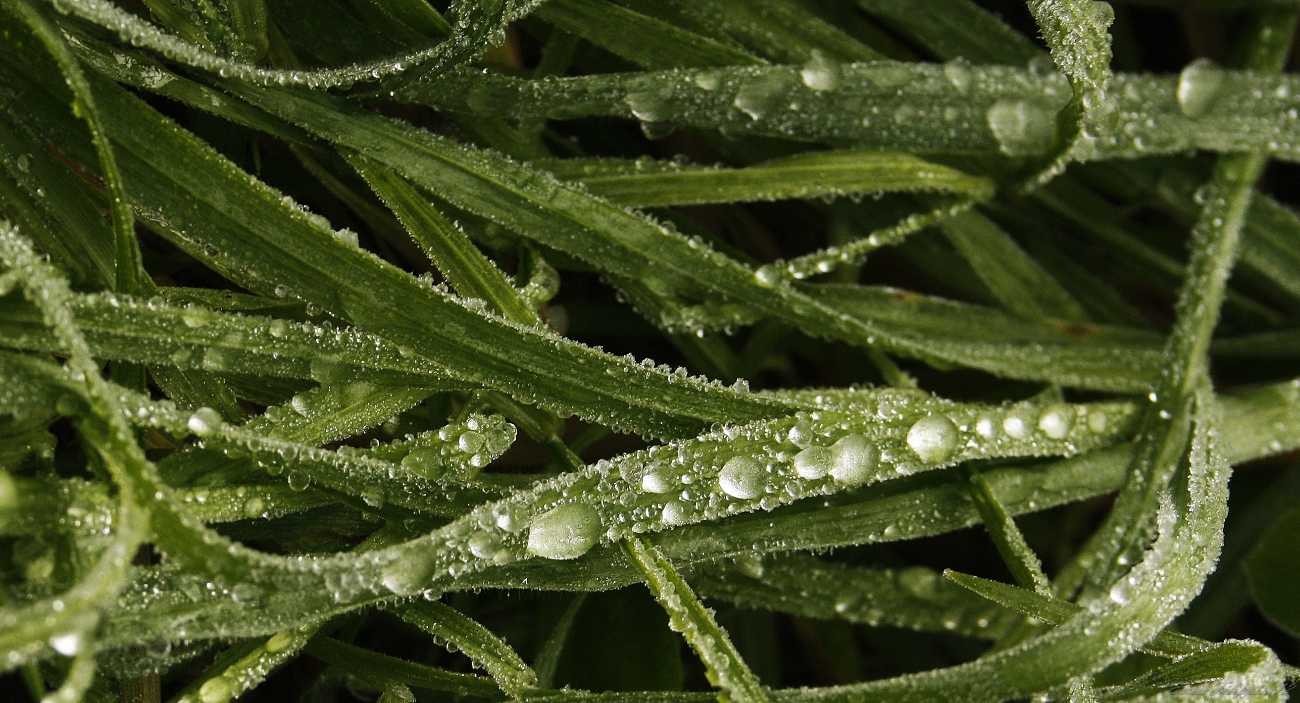 Morning dew