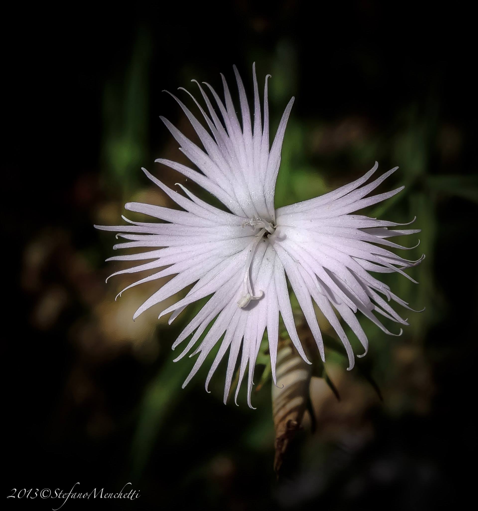 Dianthus monspessulanus