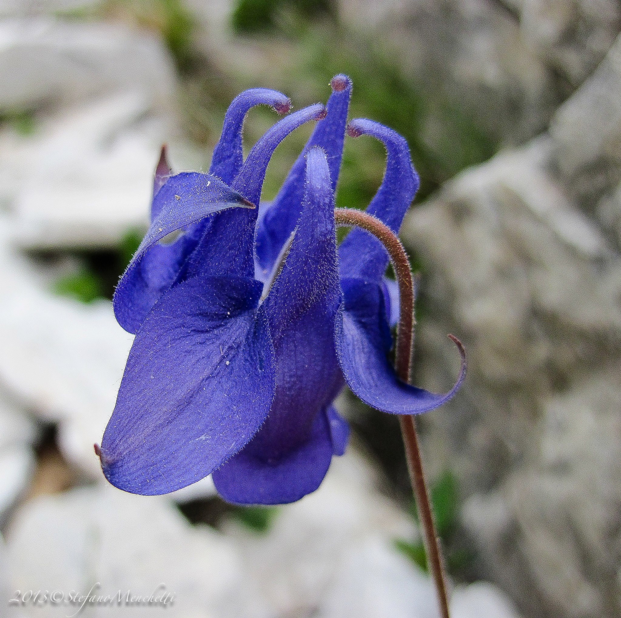 Aquilegia bertolonii