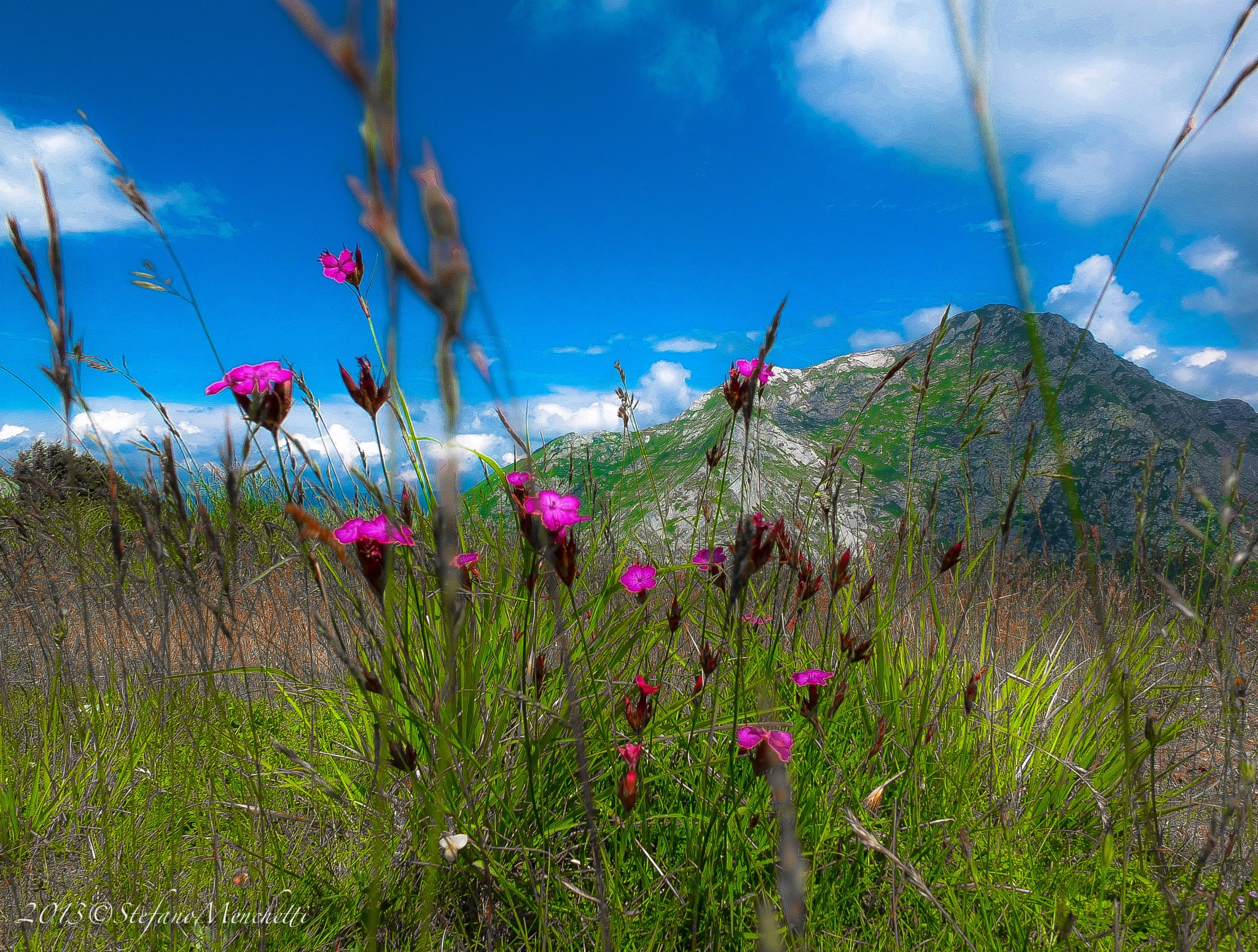 Anacamptis pyramidalis