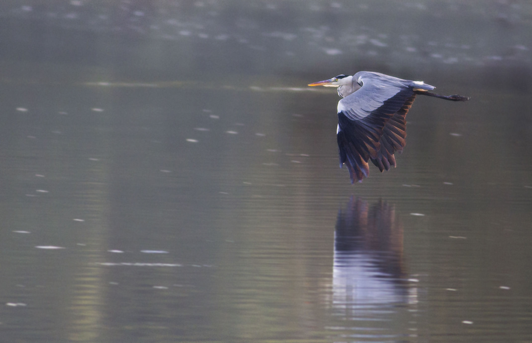 The Flight of the Heron Heron