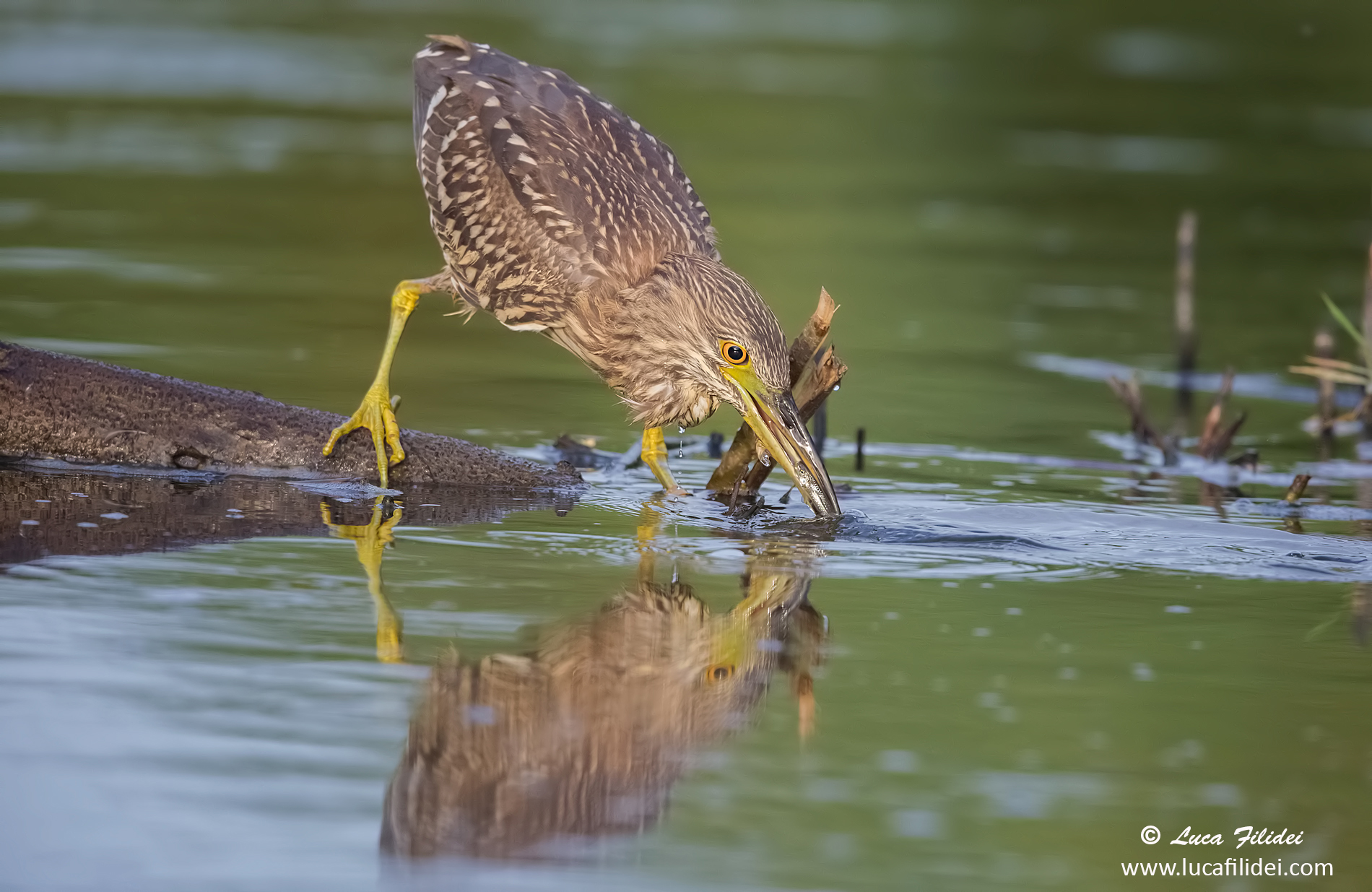 Young Niticora in fishing