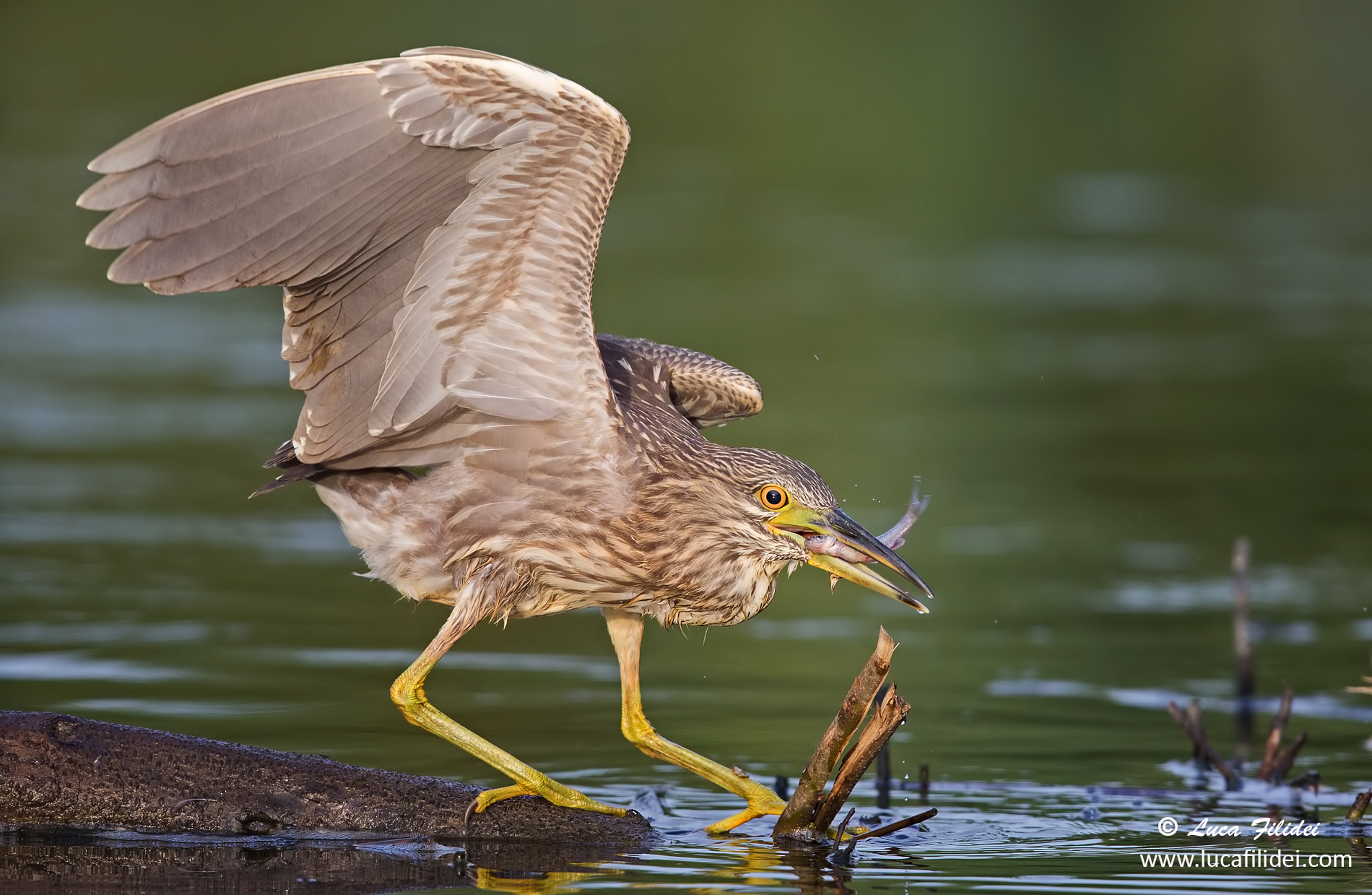 Young Black Crowned Night Heron with prey