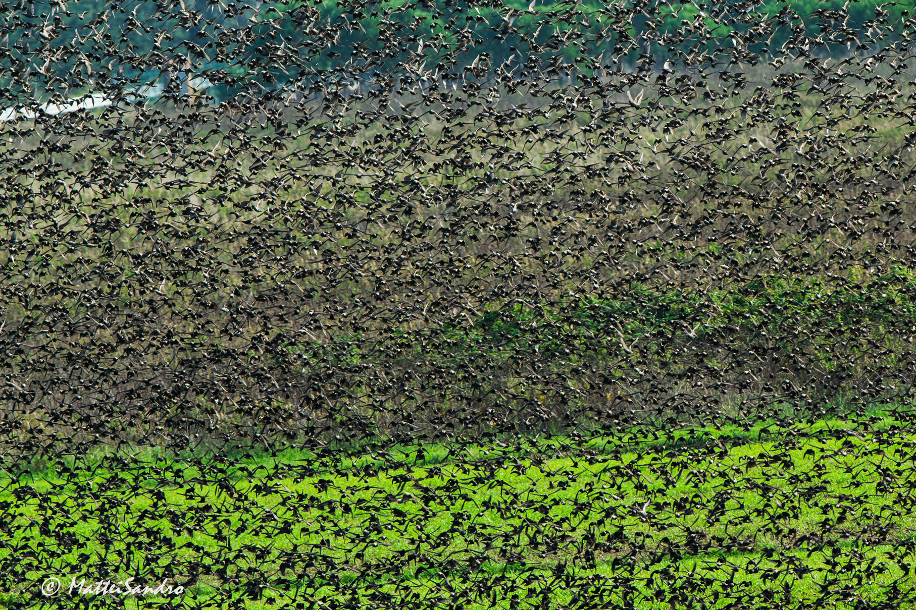 a wall of starlings ....