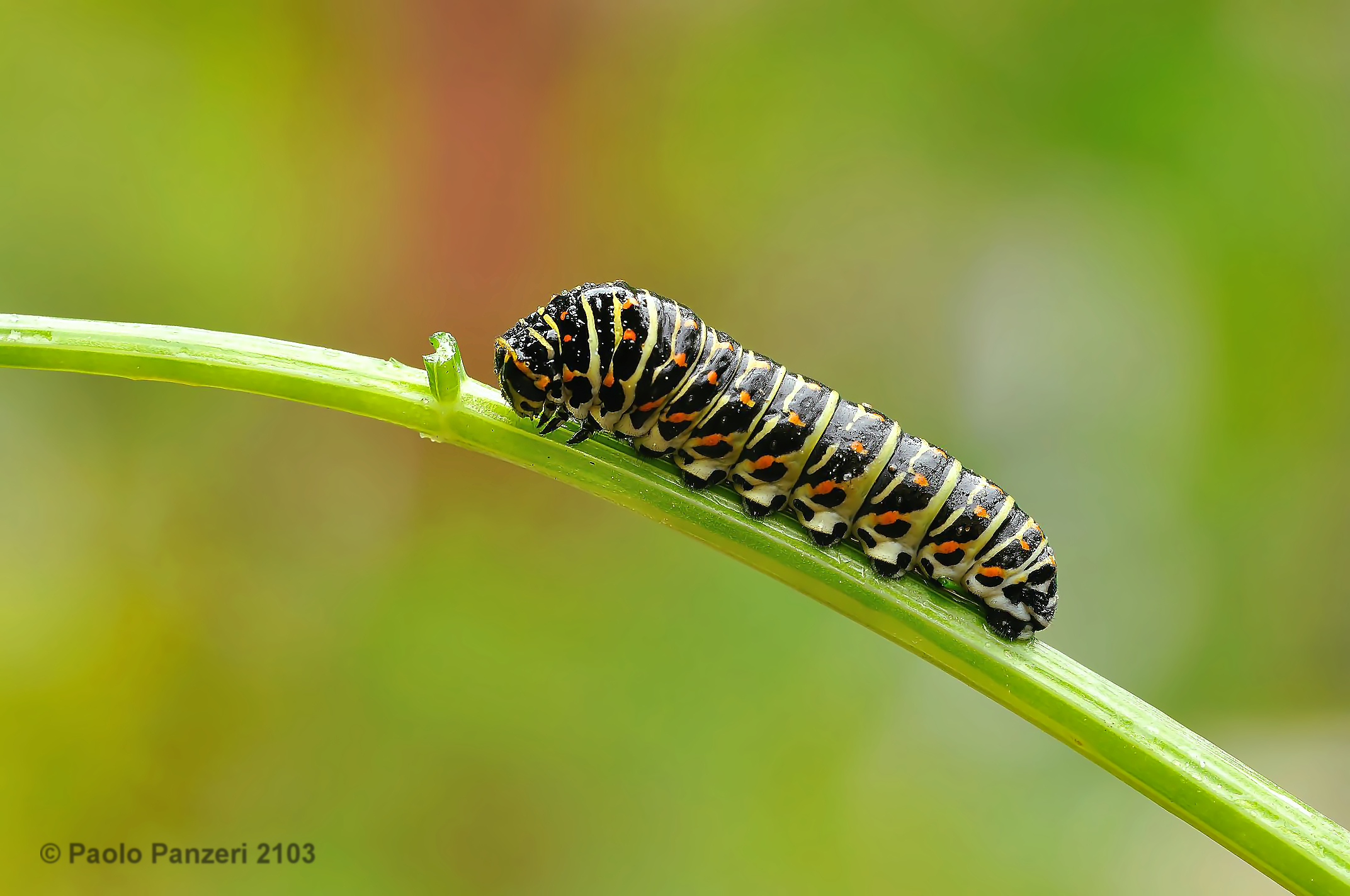 The Caterpillar's Dream