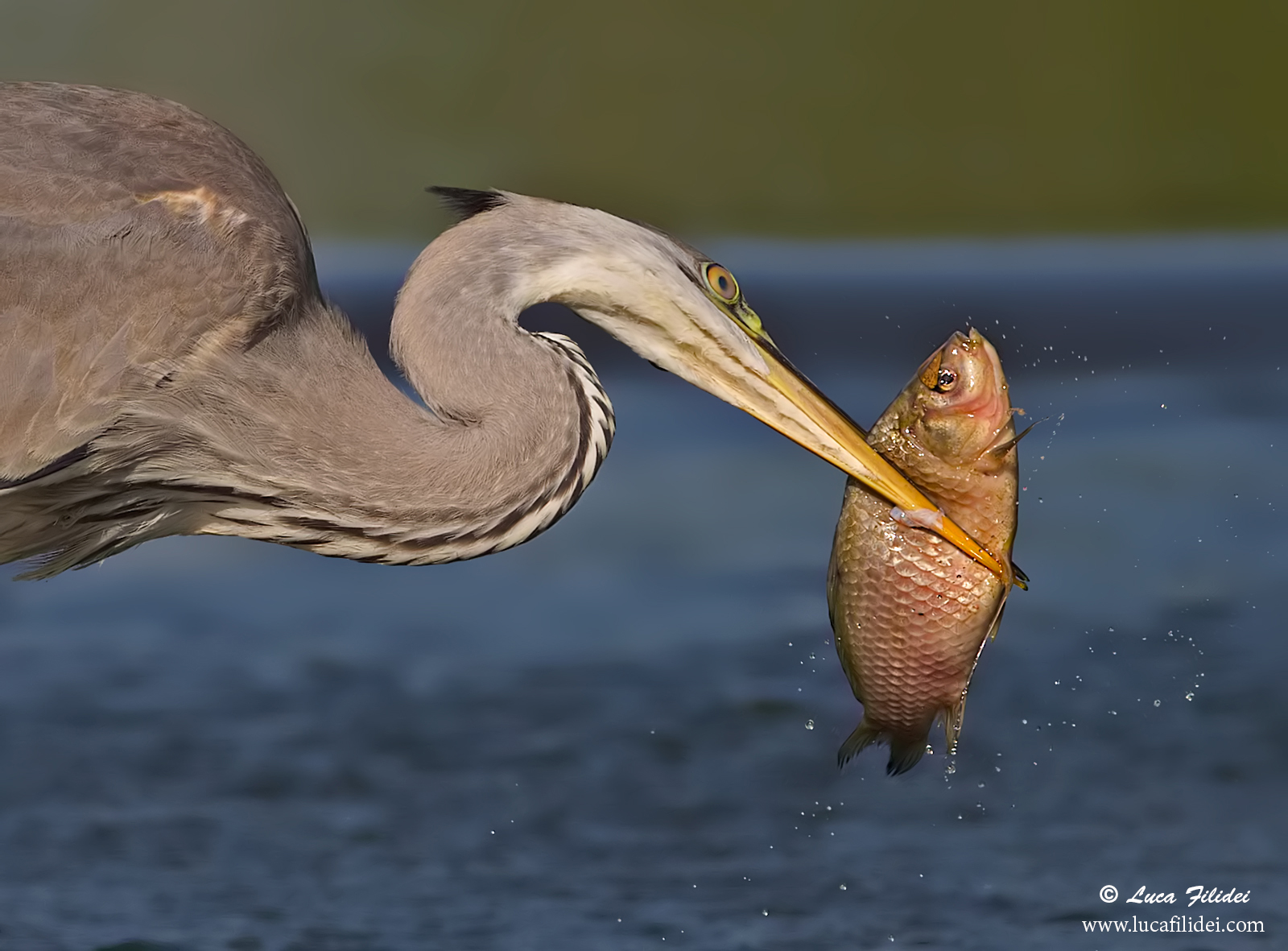 Heron with prey