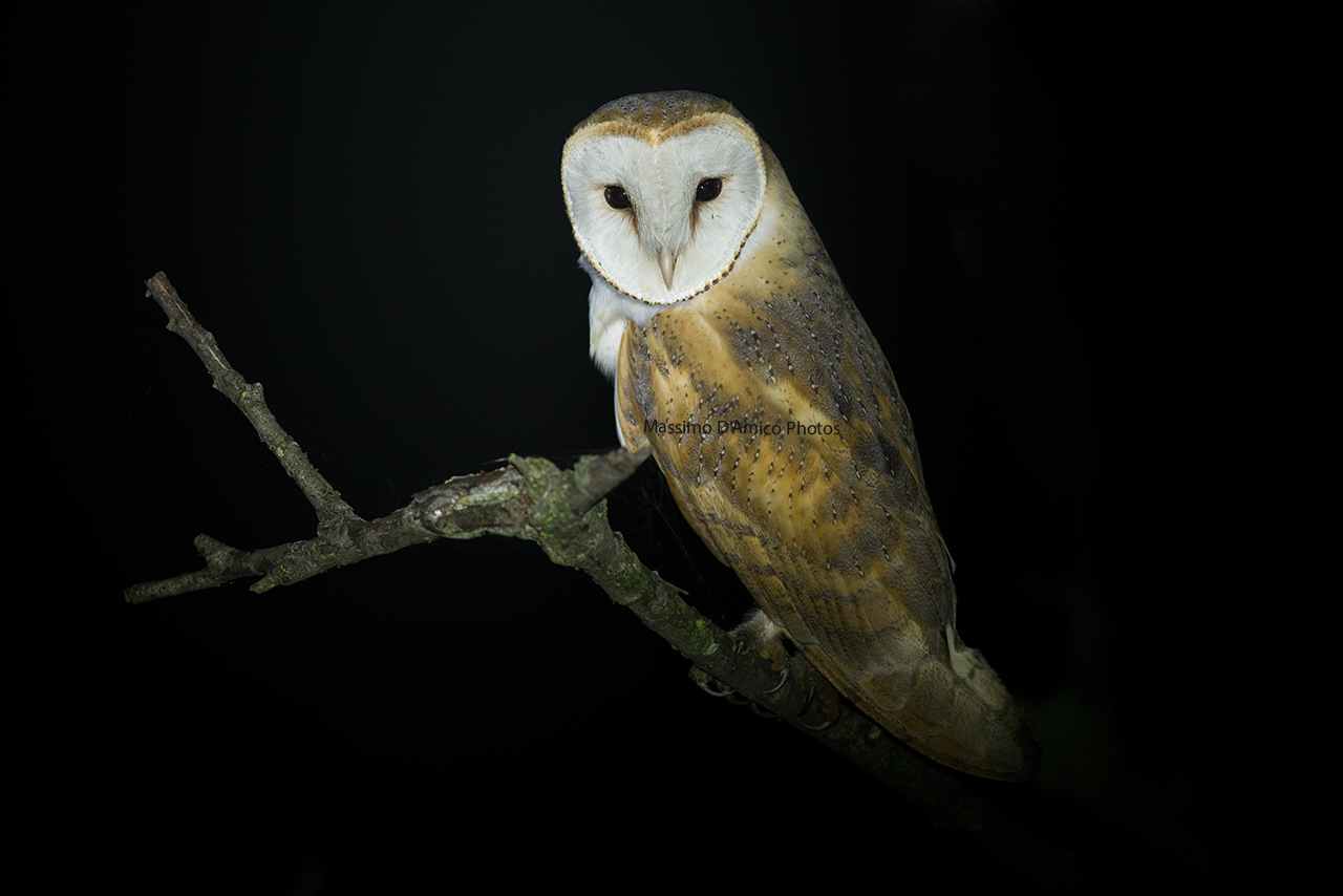 In Attesa di una Preda