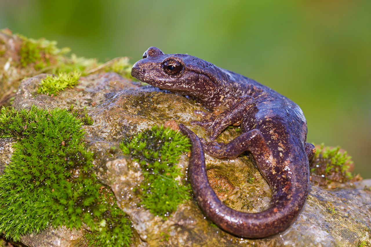 Geotritone di Ambrosi