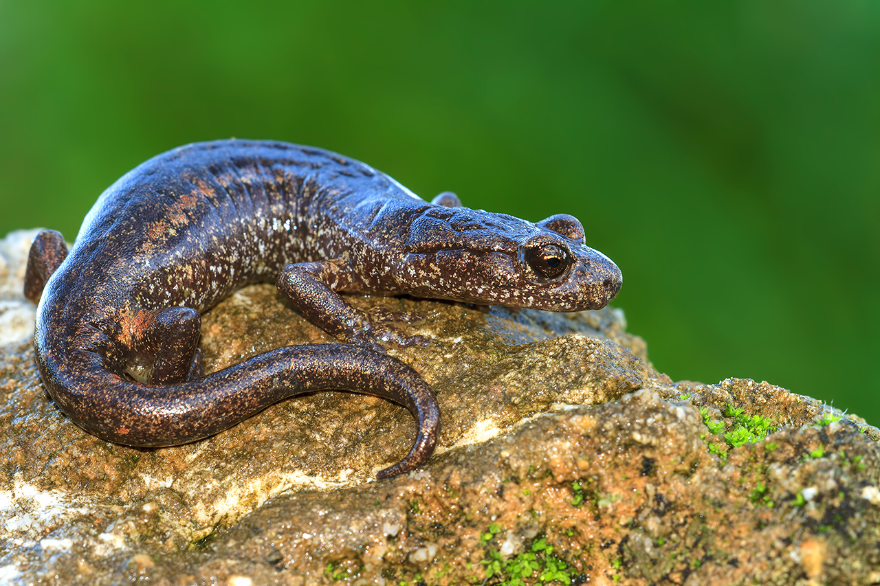 Geotritone di Ambrosi