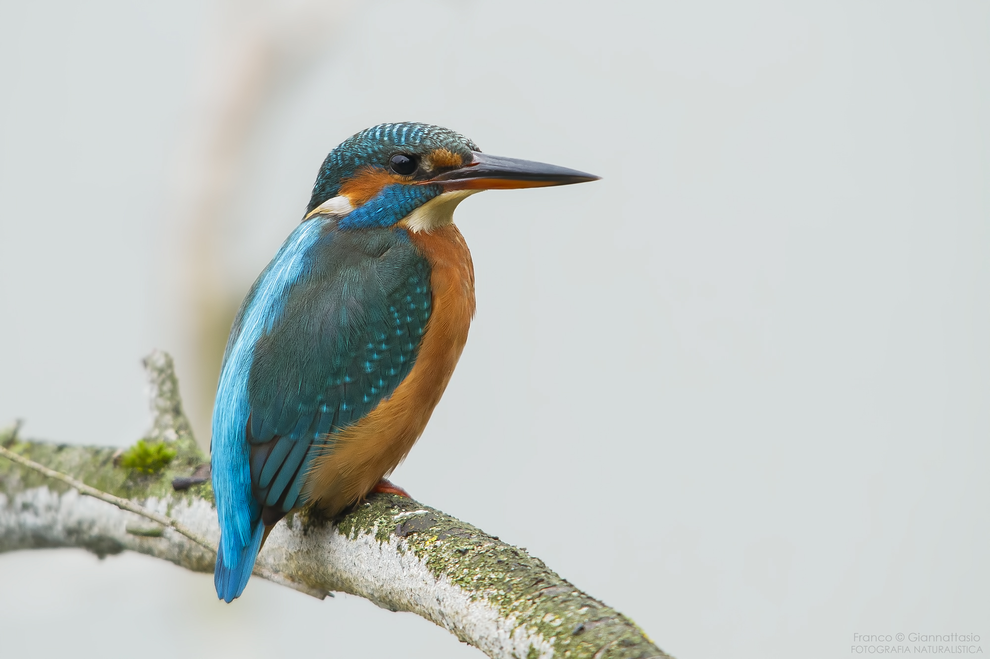 A beautiful martina.