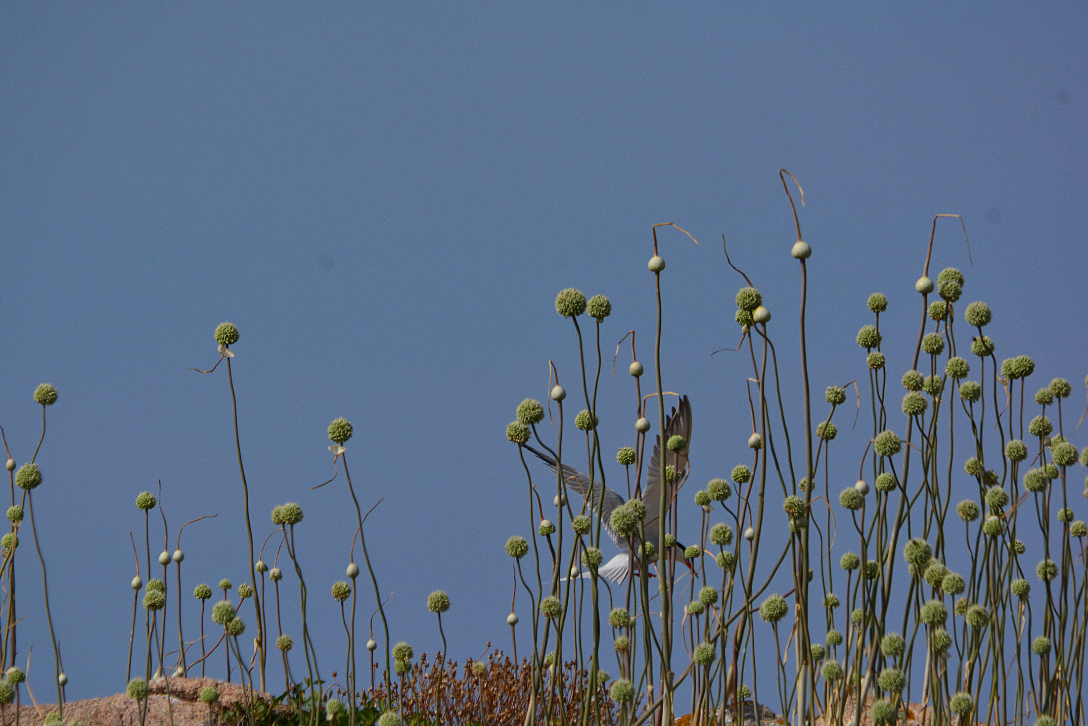 sterna comune e aglio selvatico