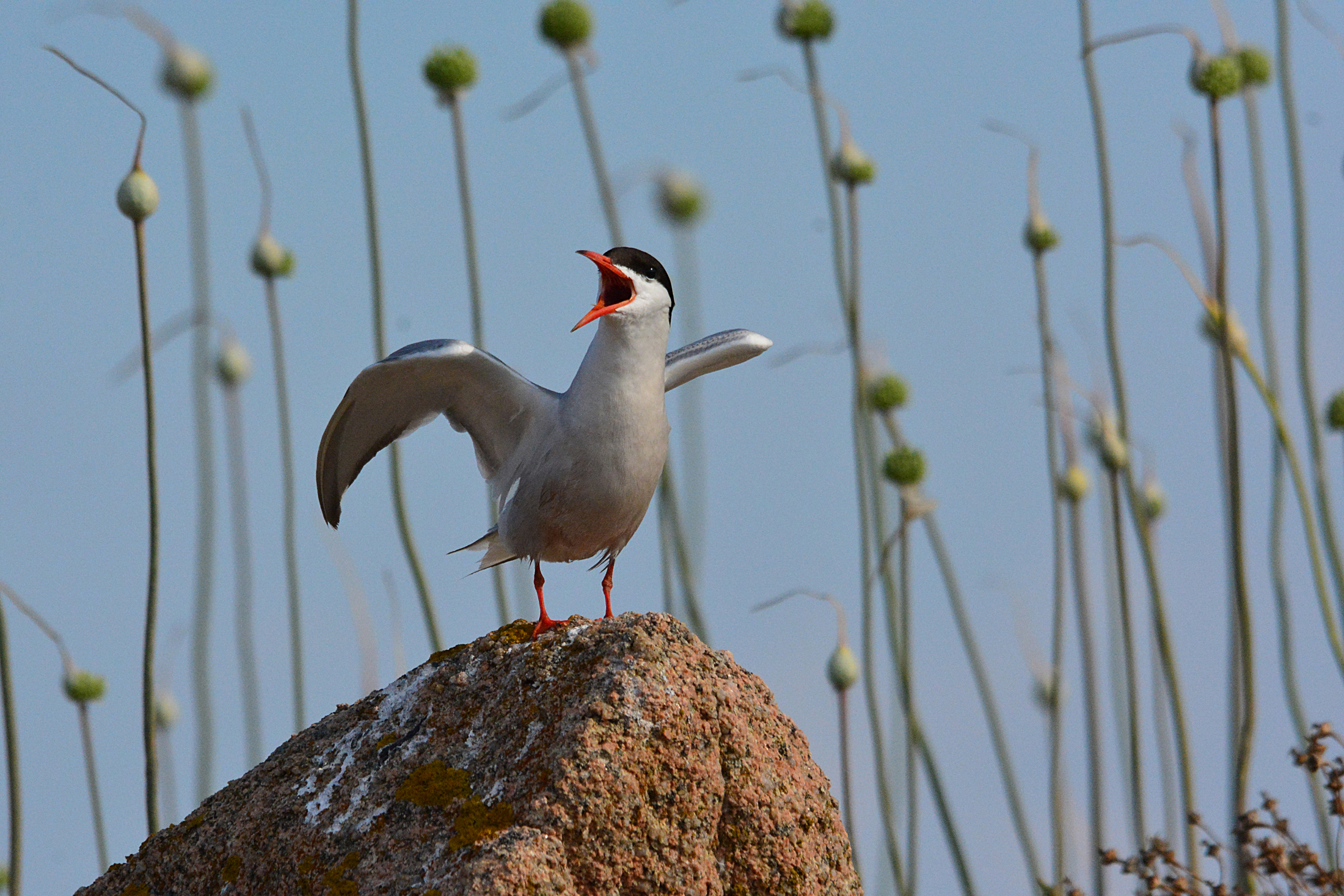 sterne e aglio selvatico