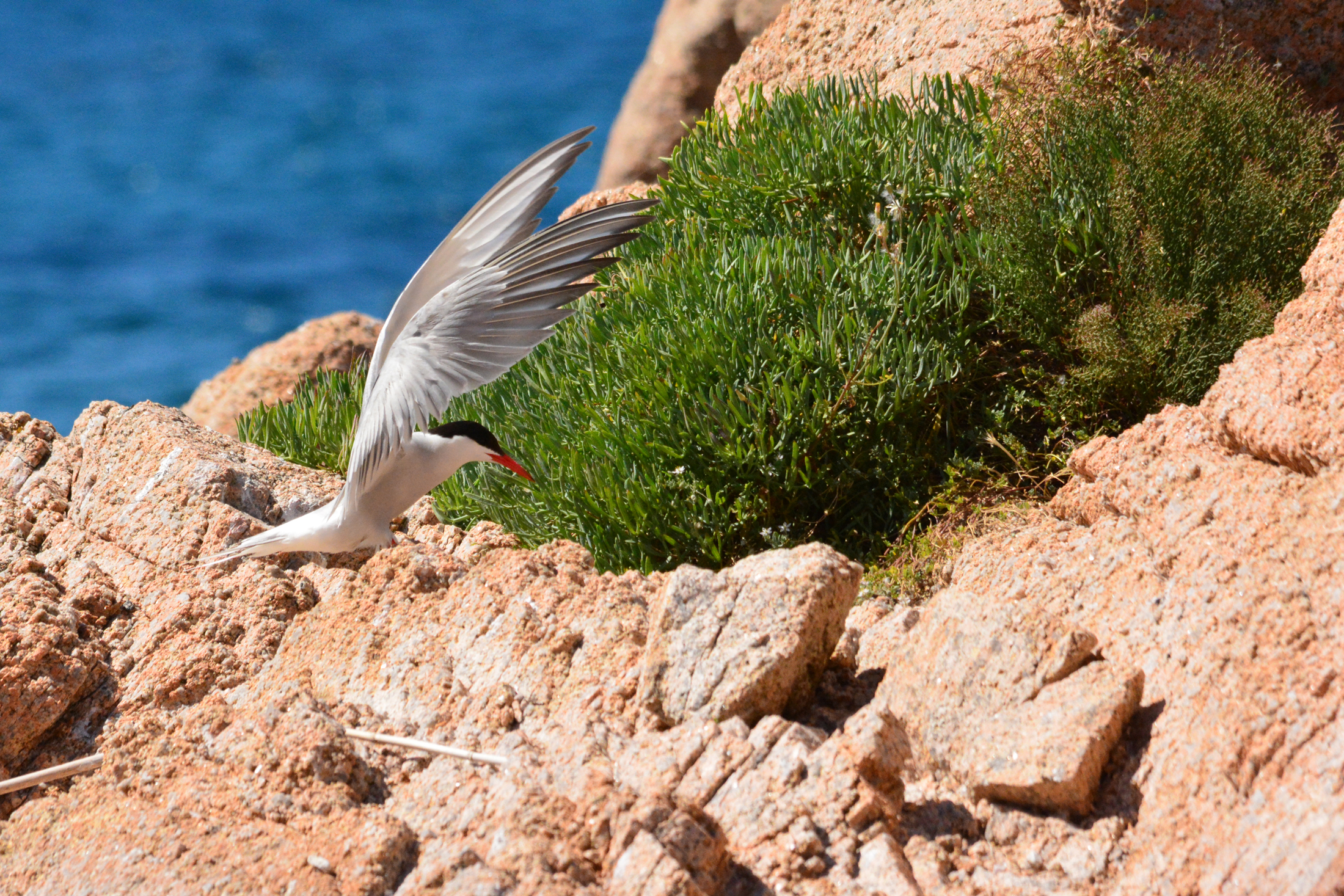 sterne fra roccie e carpobrotus o fico degli ottentotti