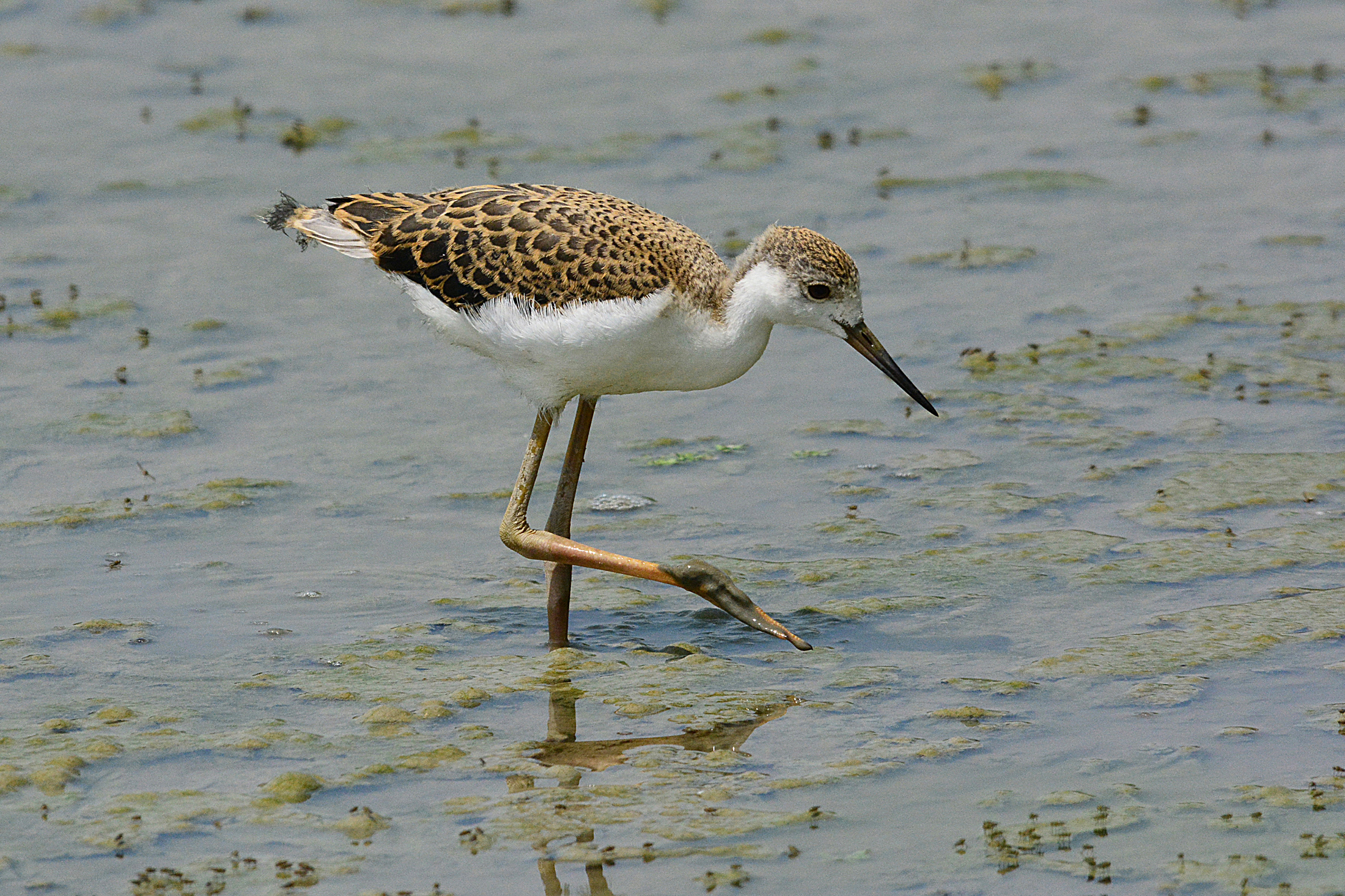 cavaliere-ino d'Italia  si nasce