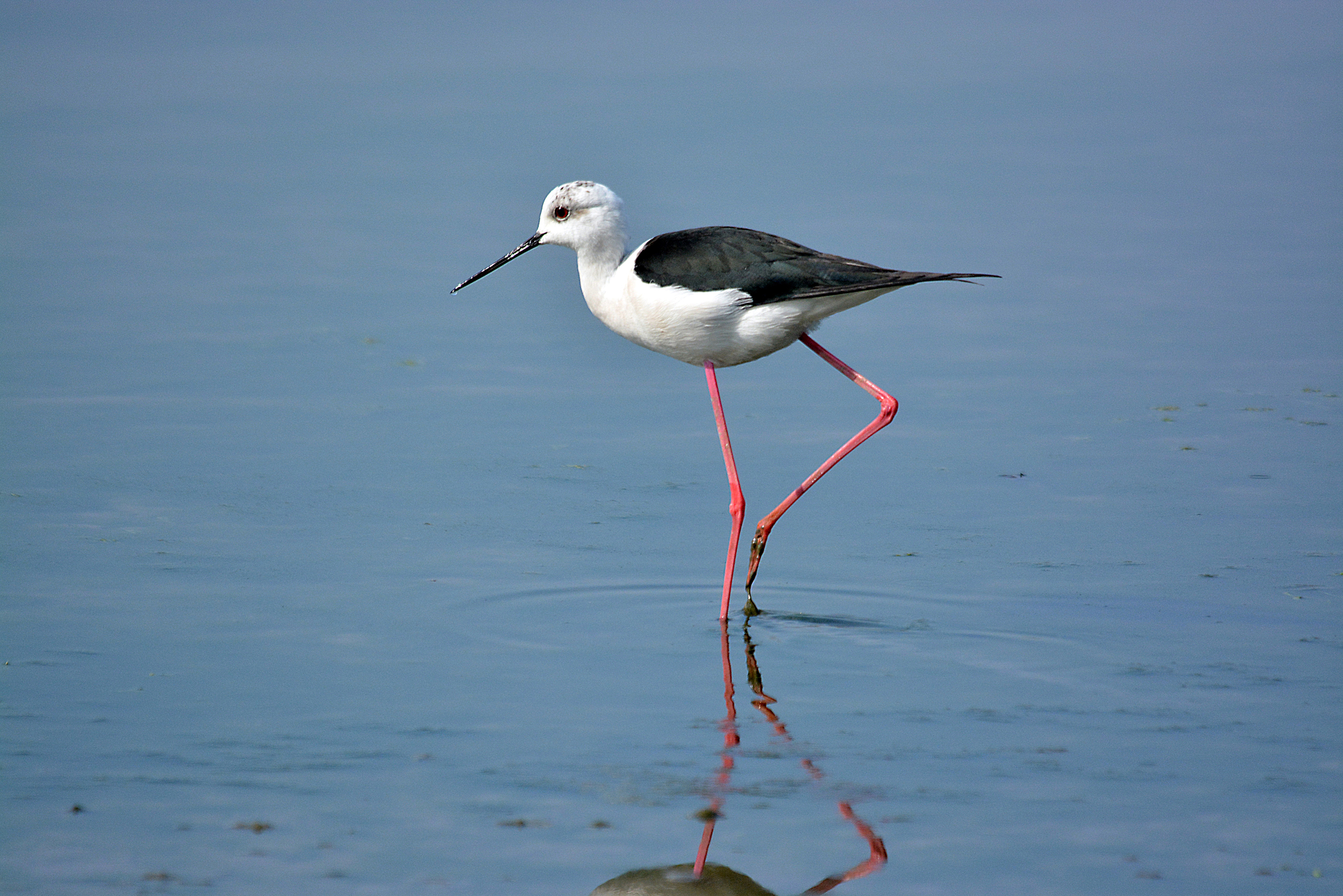 cavaliere d'Italia si nasce, io nacqui