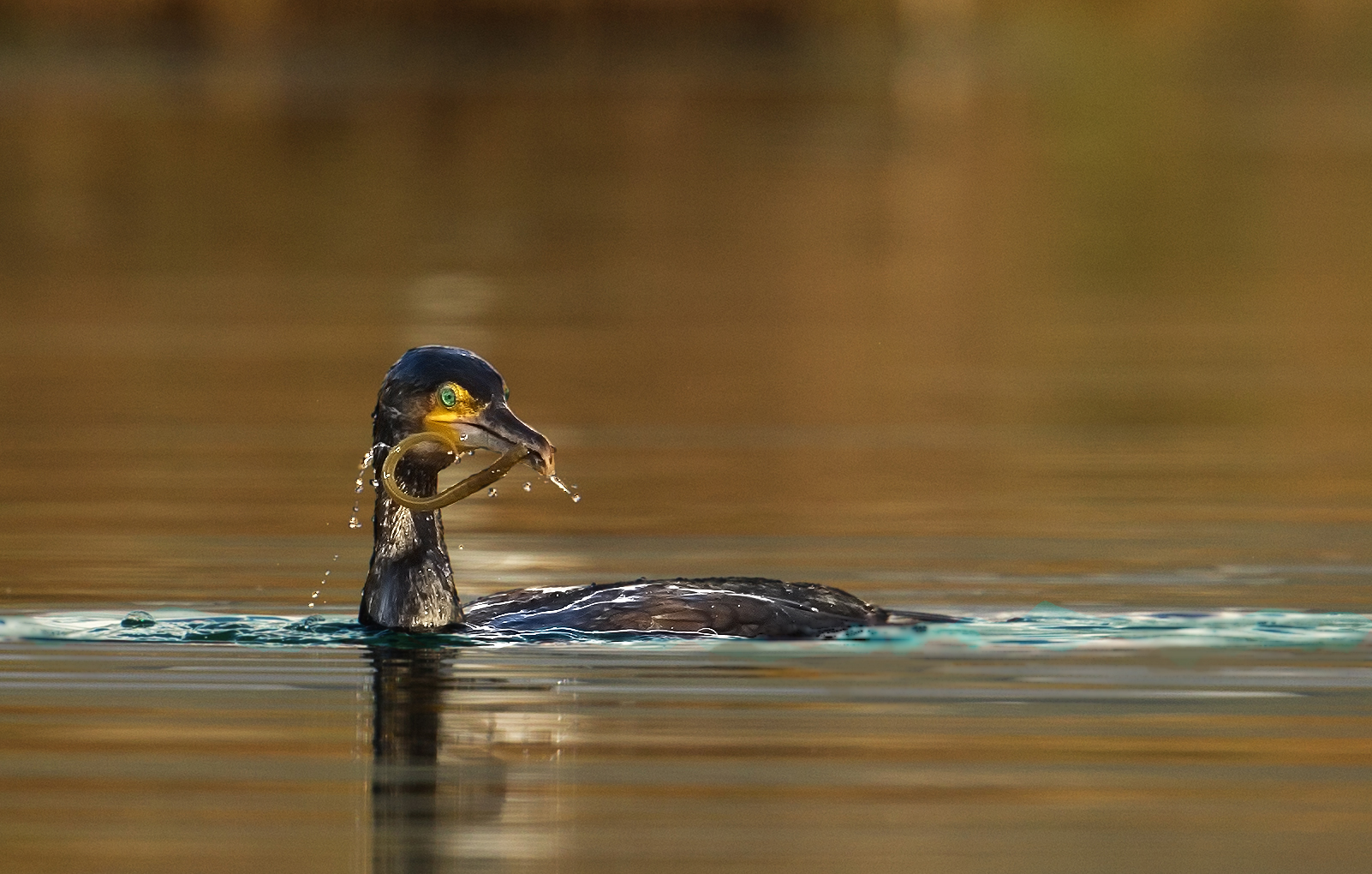 Anguilla for breakfast ... by Nello ..!