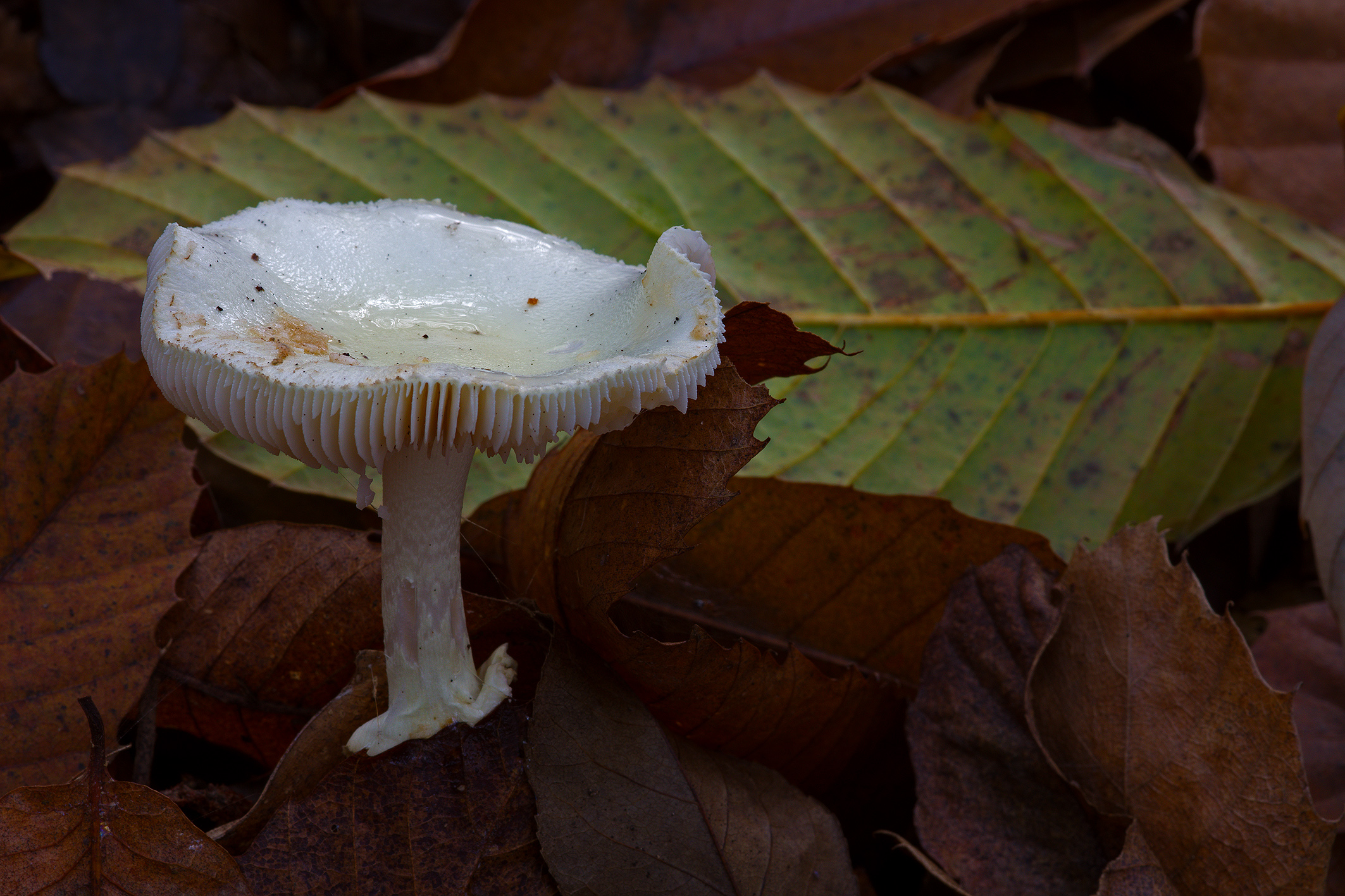 Amanita Citrina