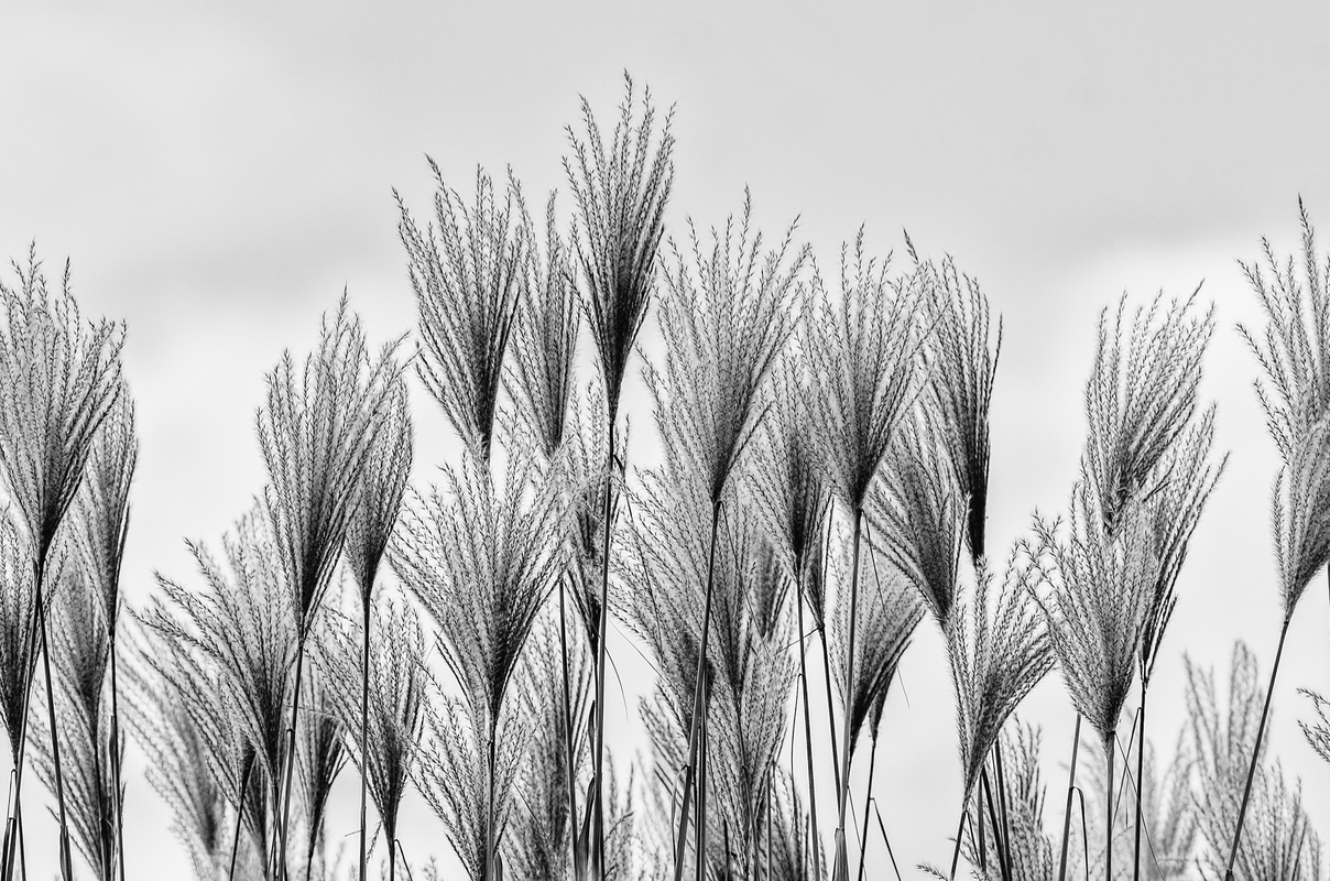 Reeds
