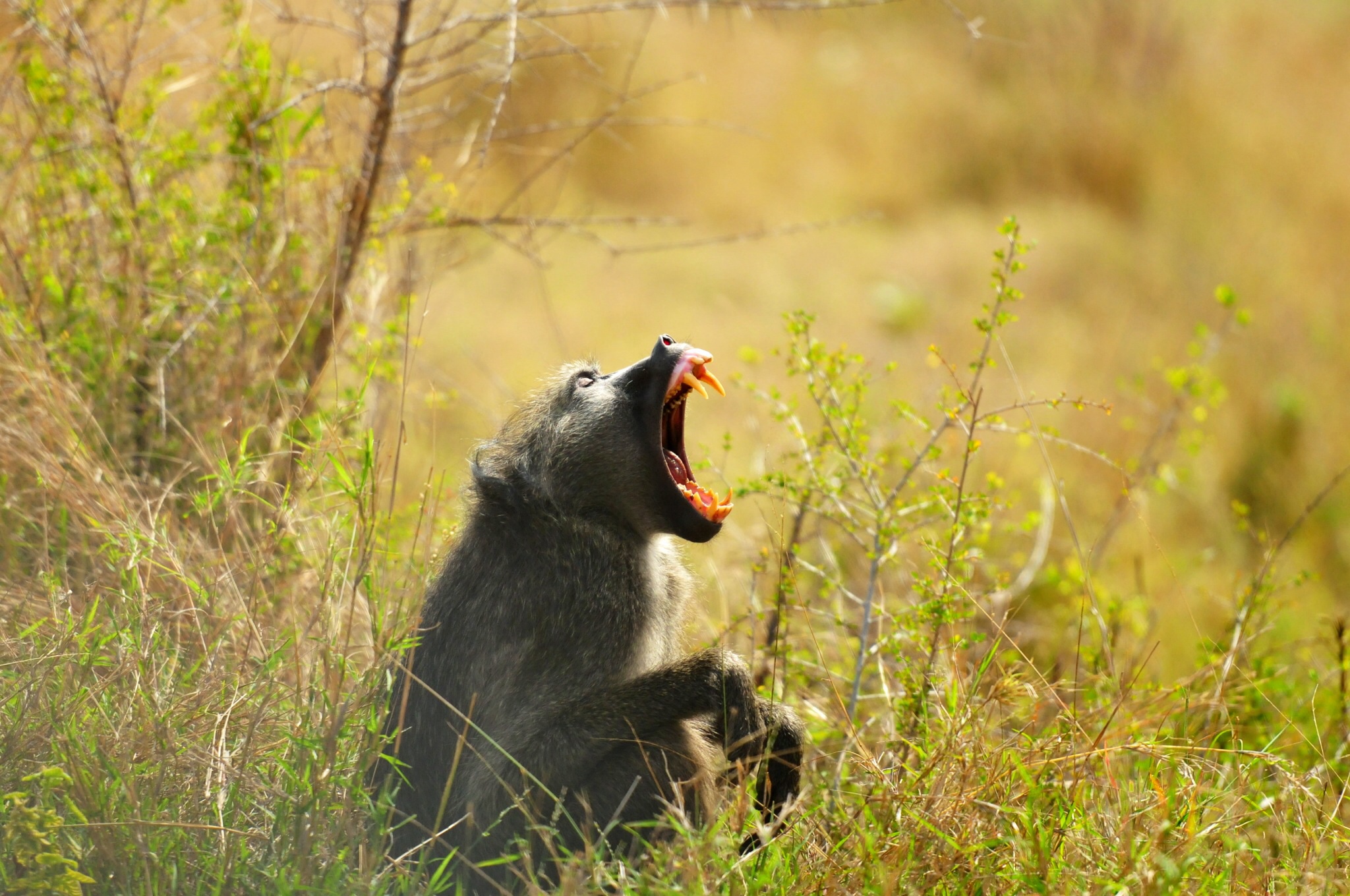 Babbuino nel Kruger park