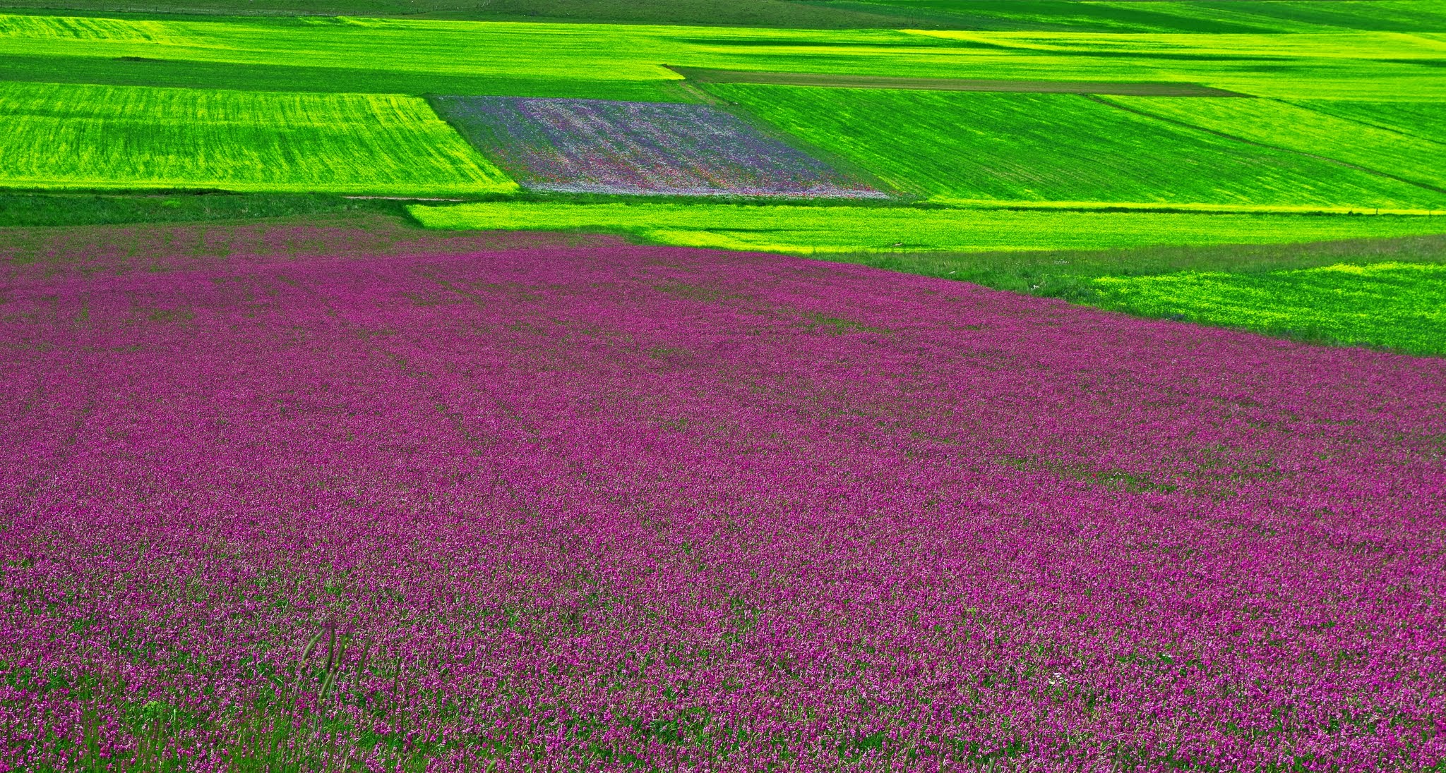 fioritura castelluccio d'orcia