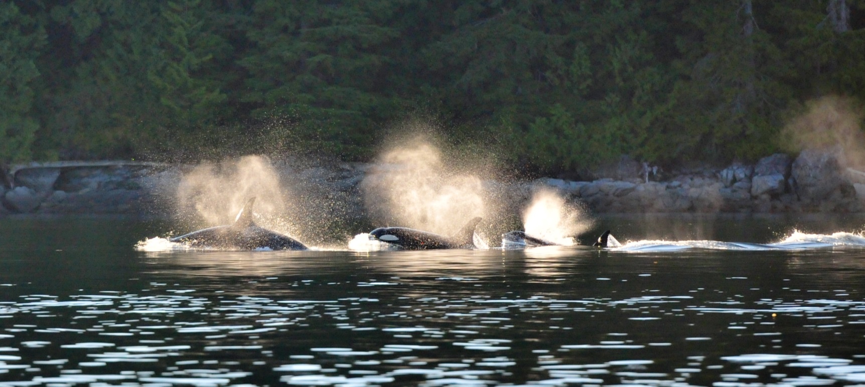 Famiglia di orche stanziali in Canada