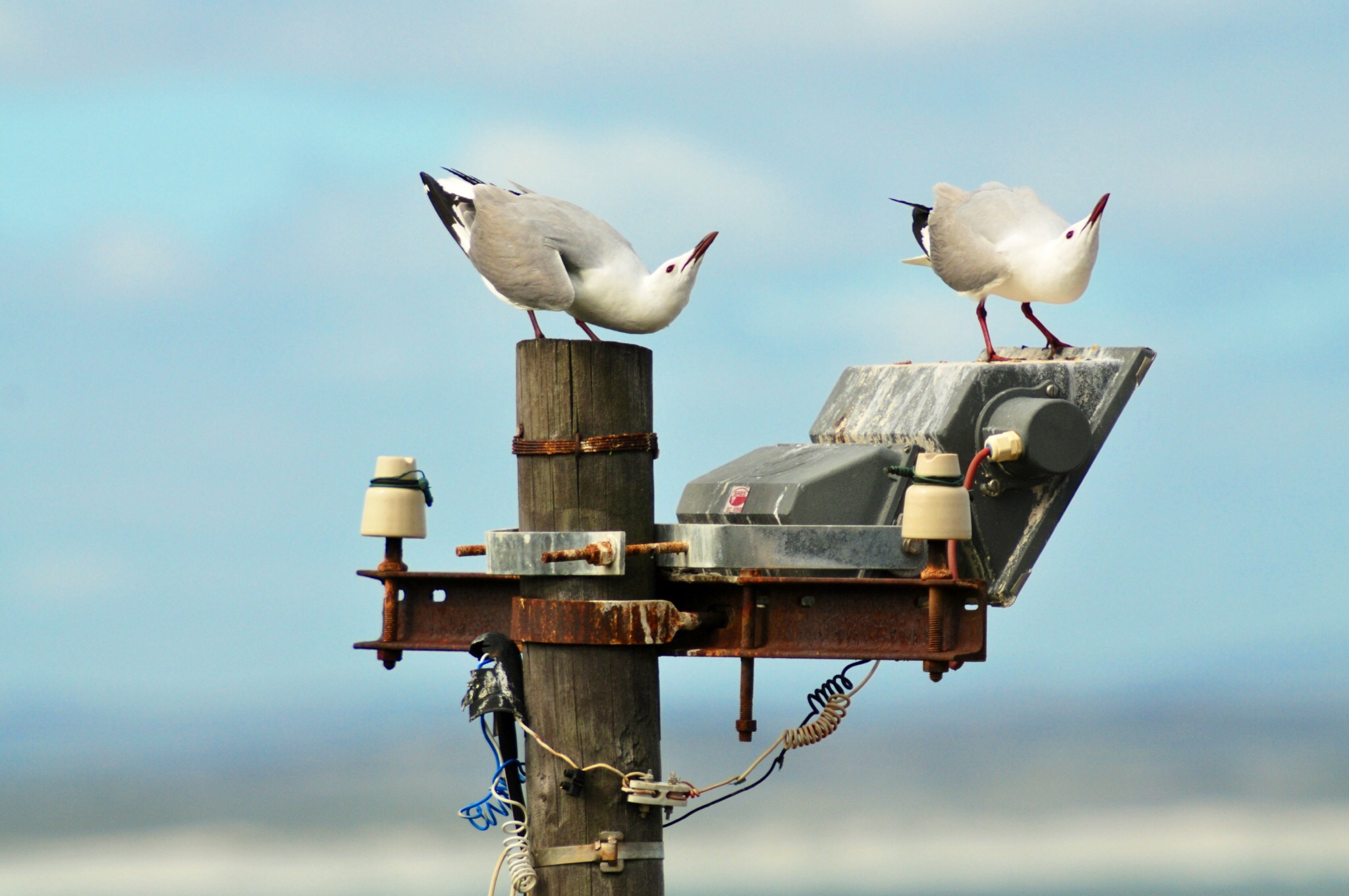 Danza di corteggiamento