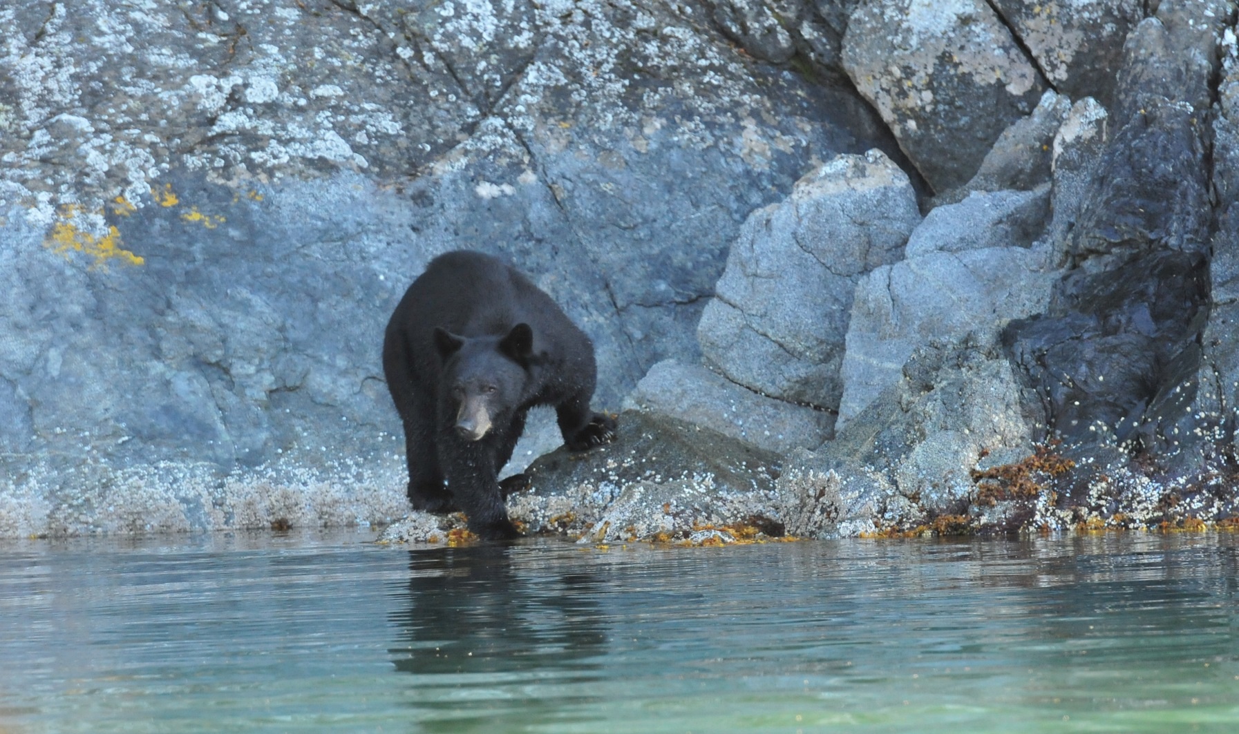 Orso nero del Canada a pesca