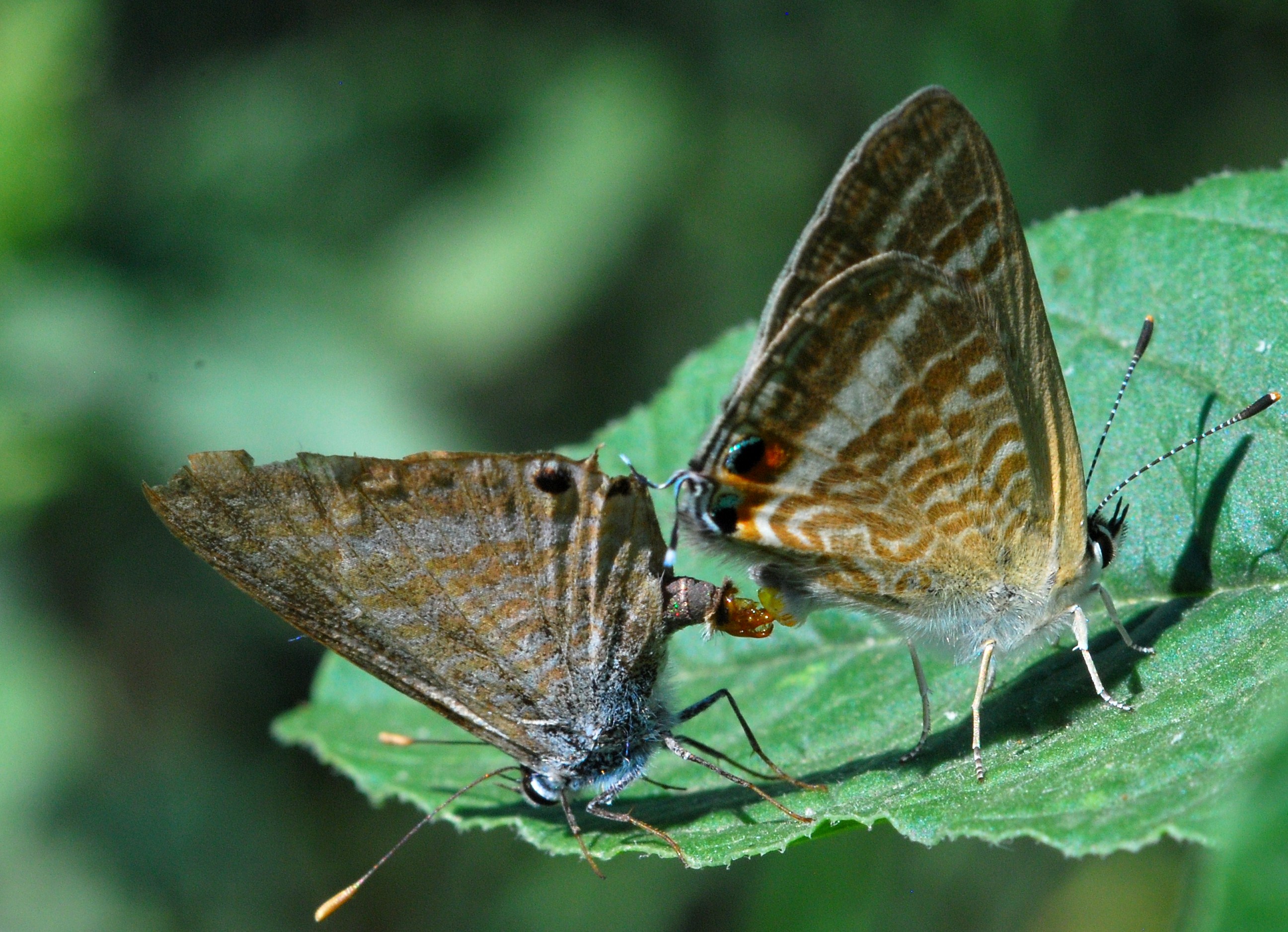 Love in the Time of the Butterflies 2
