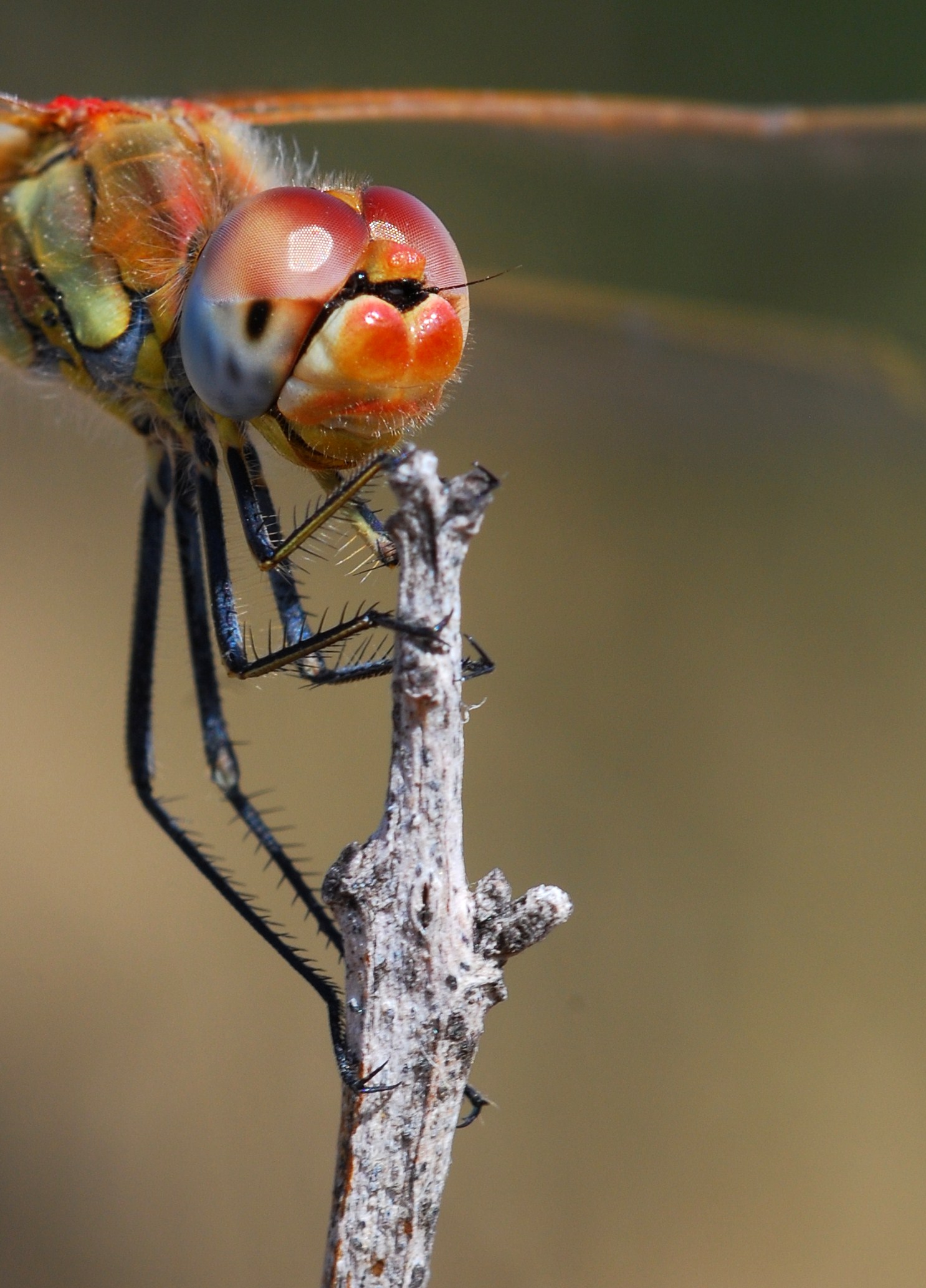 Dragonfly shy but not too