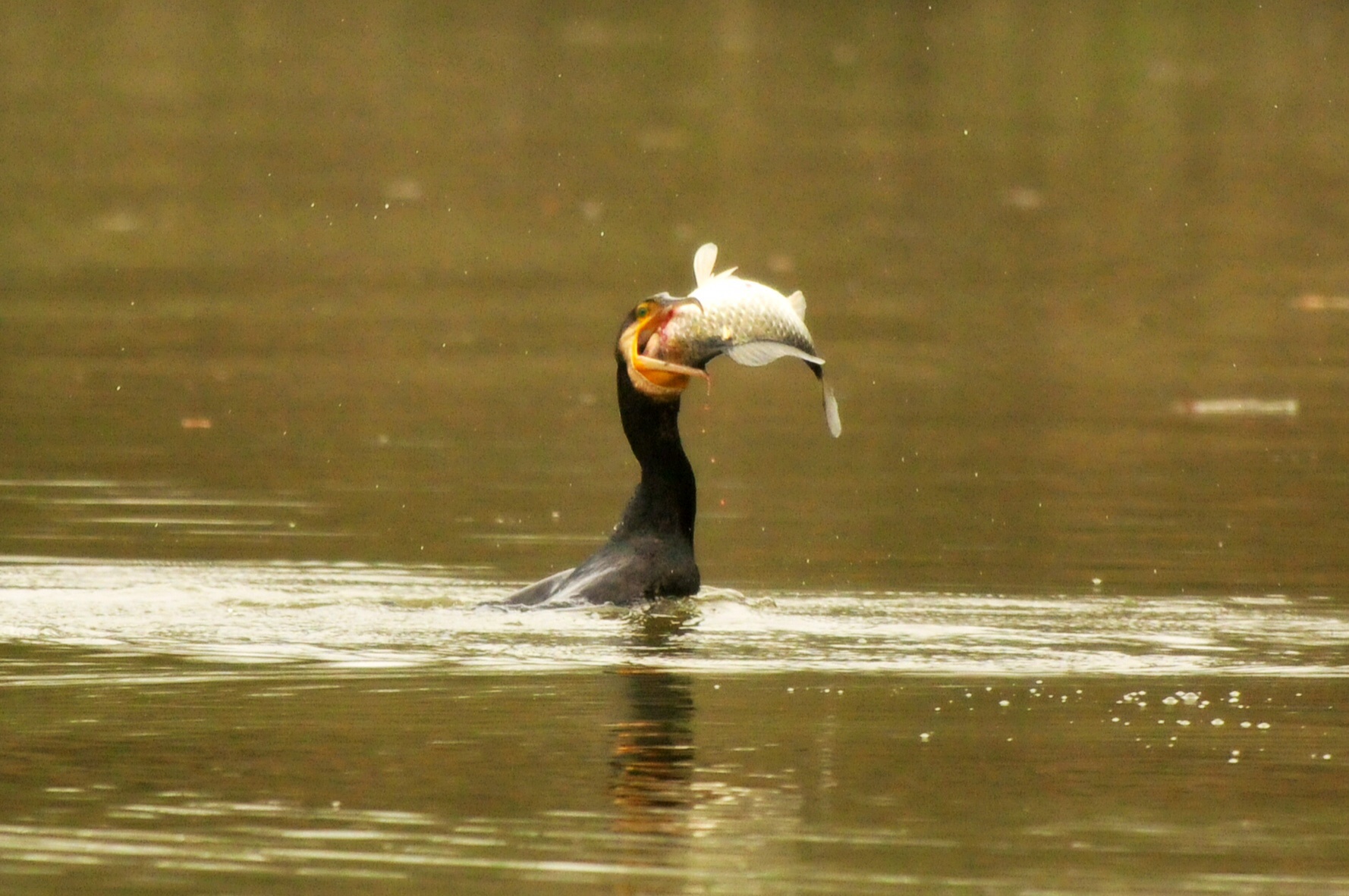 Cormorano che cerca di ingoiare un pesce troppo grosso
