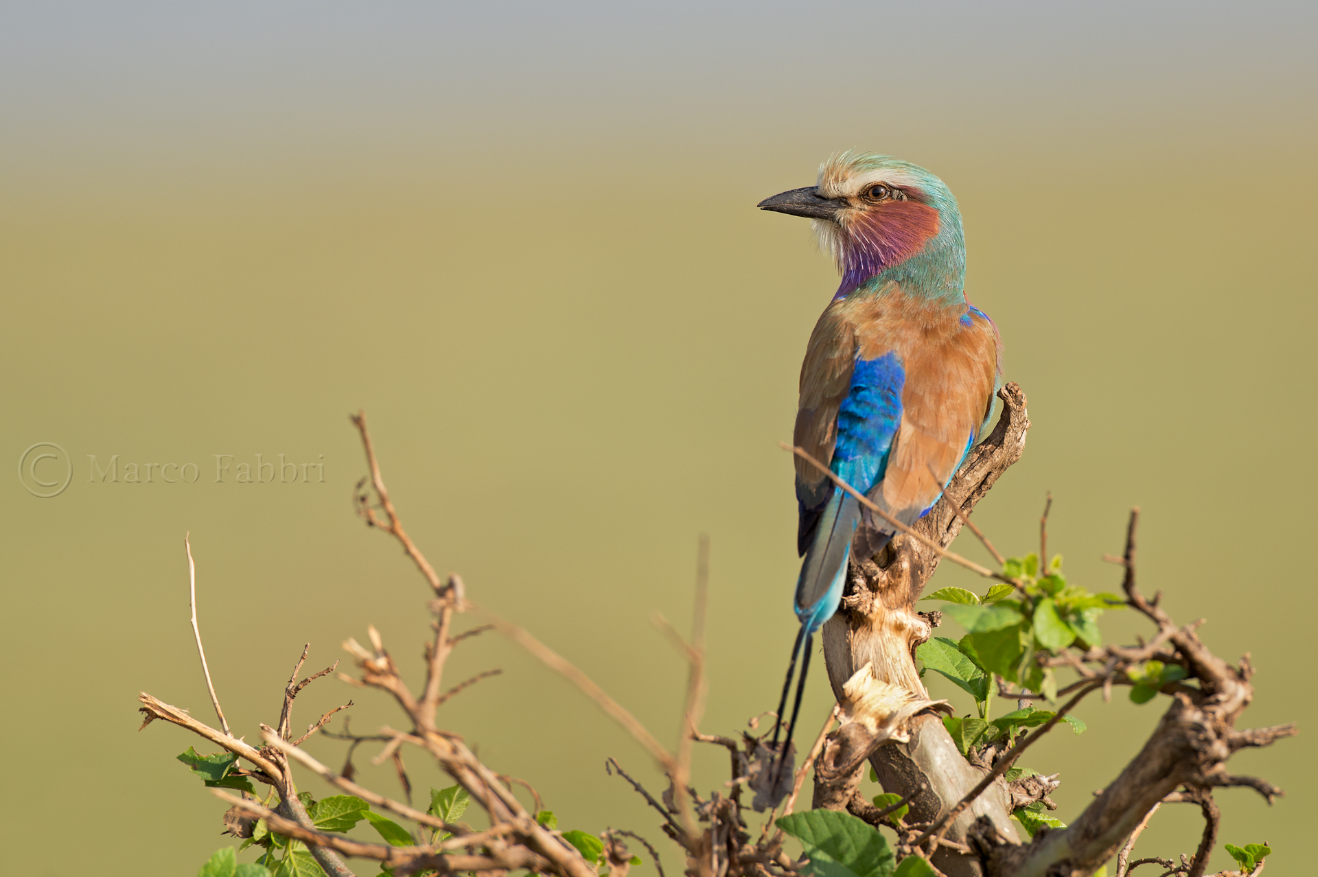 Lilac-breasted Roller