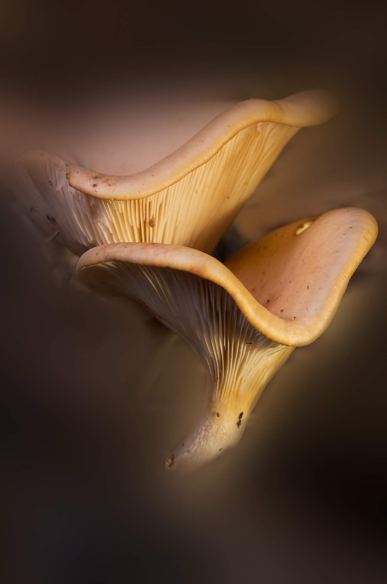 Lepista inversa (Scop. Fr.) Pat., 1887 -  	Tricholomata