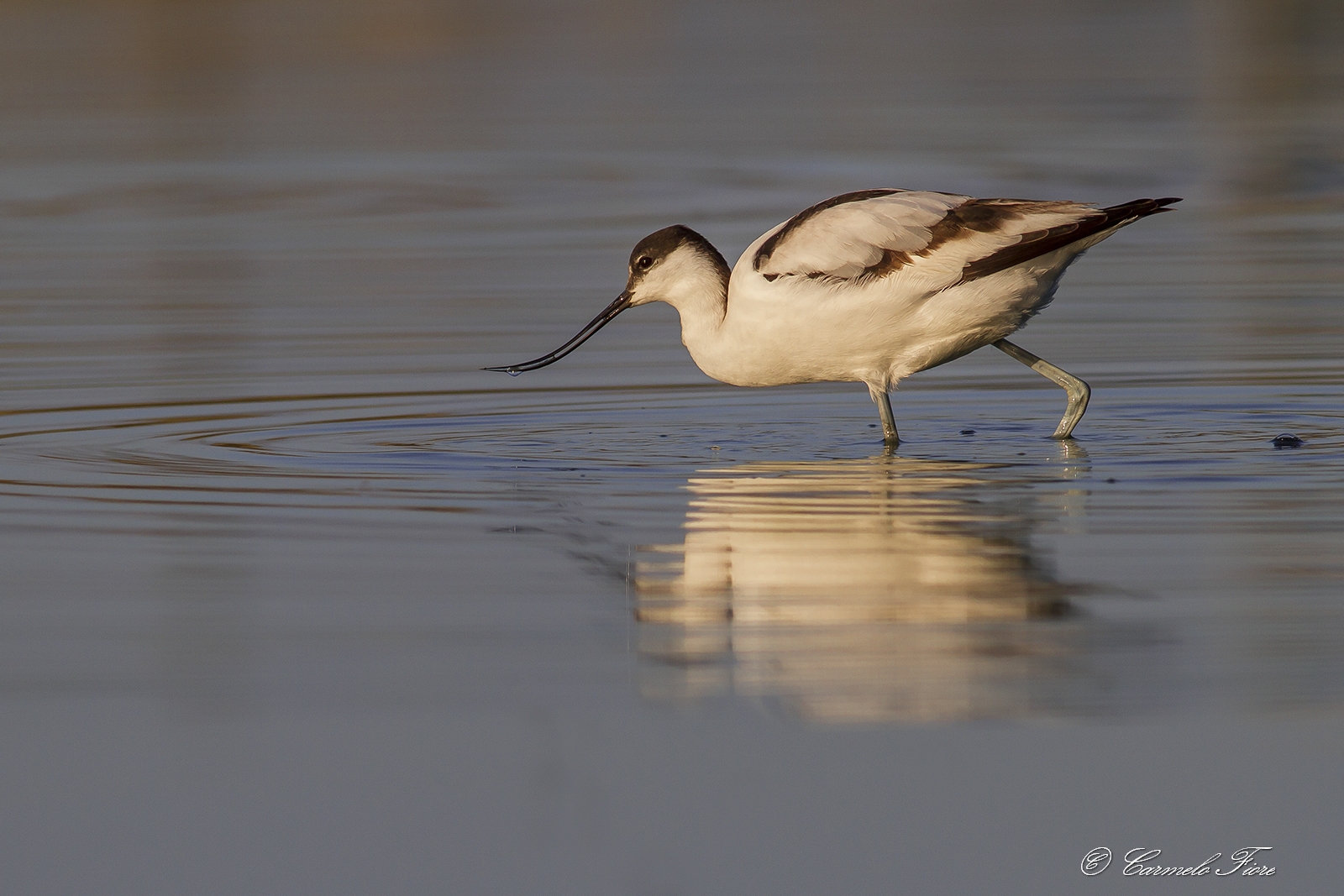 Avocet Avocet-avosetta