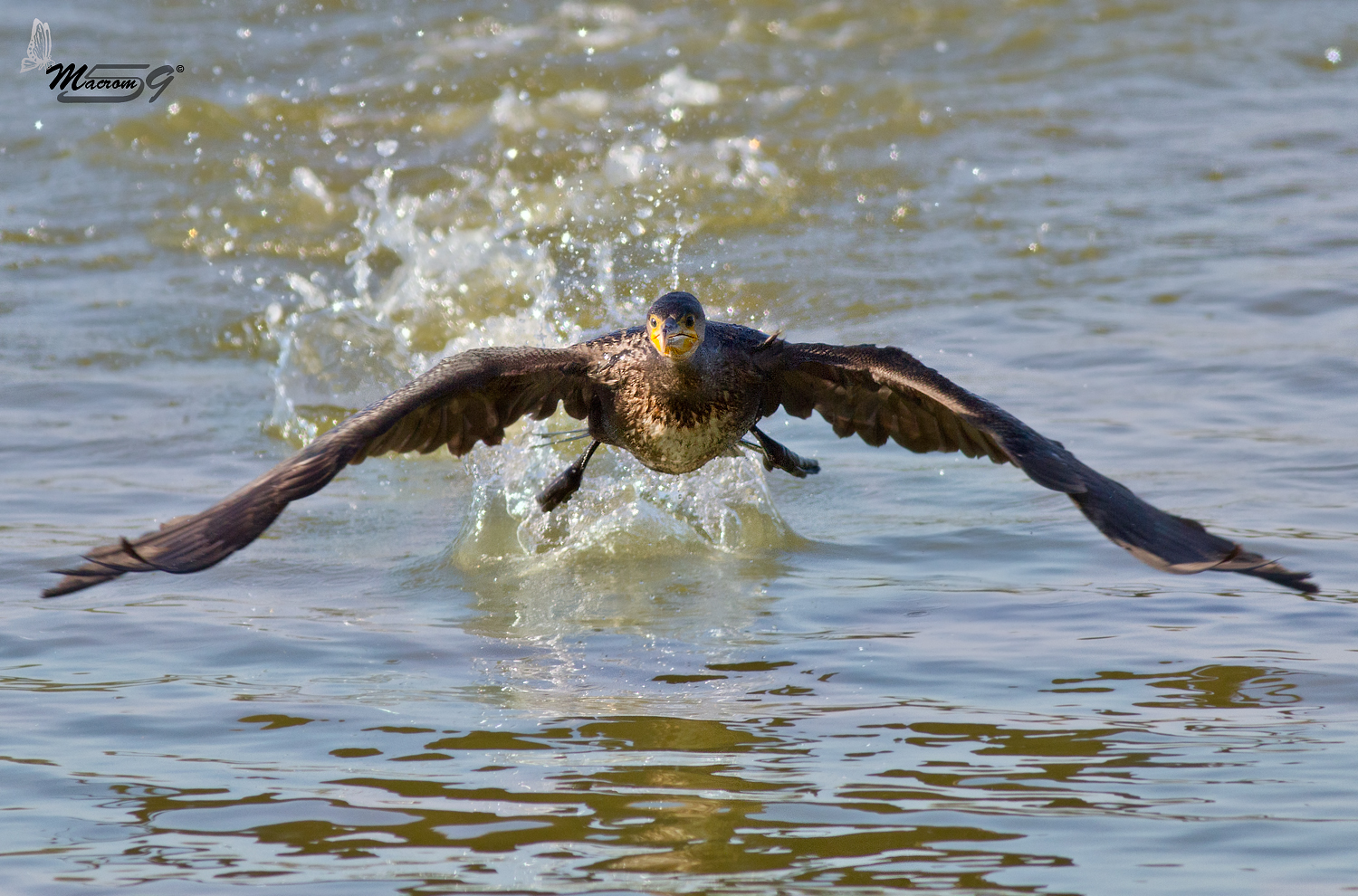 Cormorano che partenza!